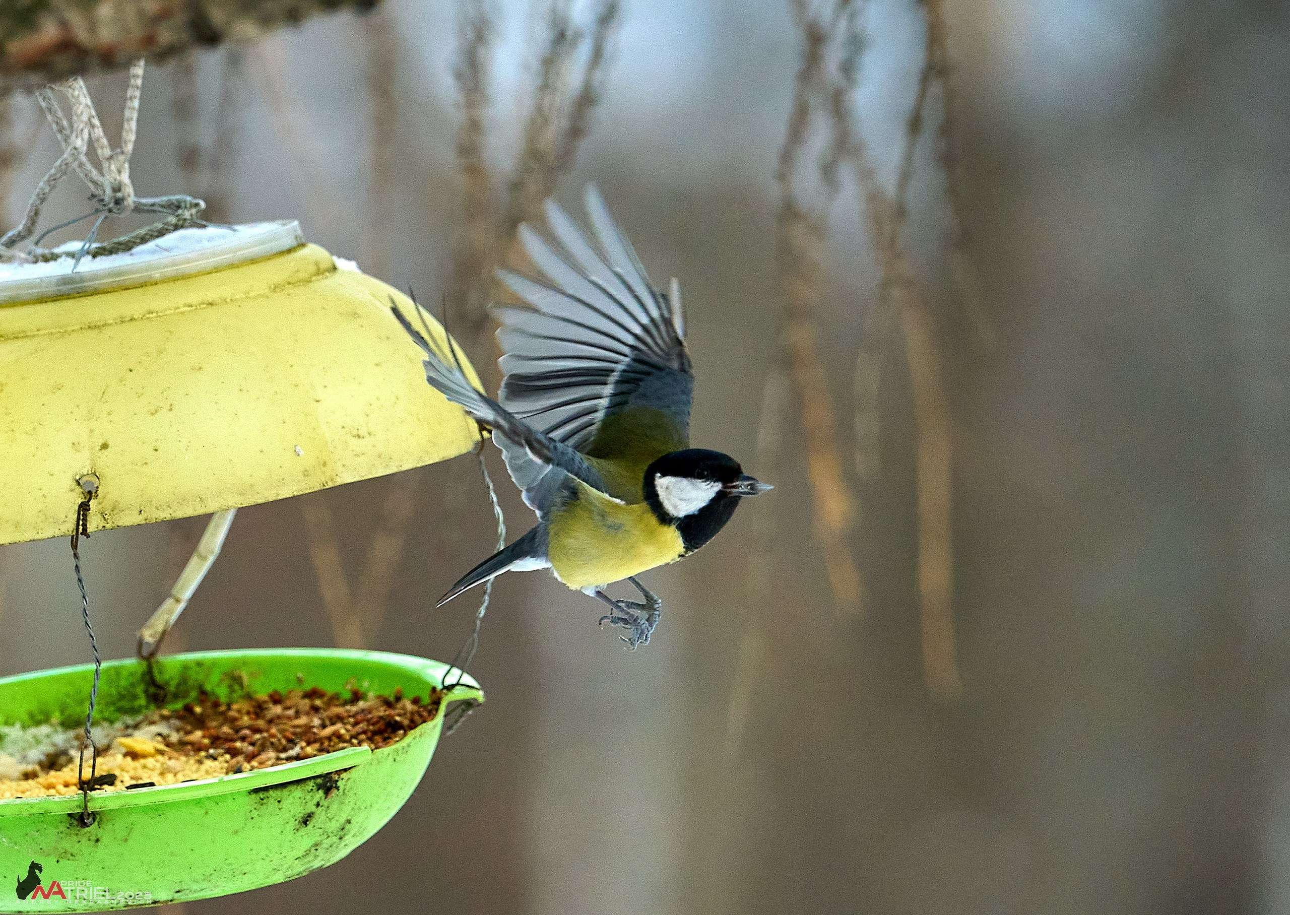 Фотопрогулка с птицами