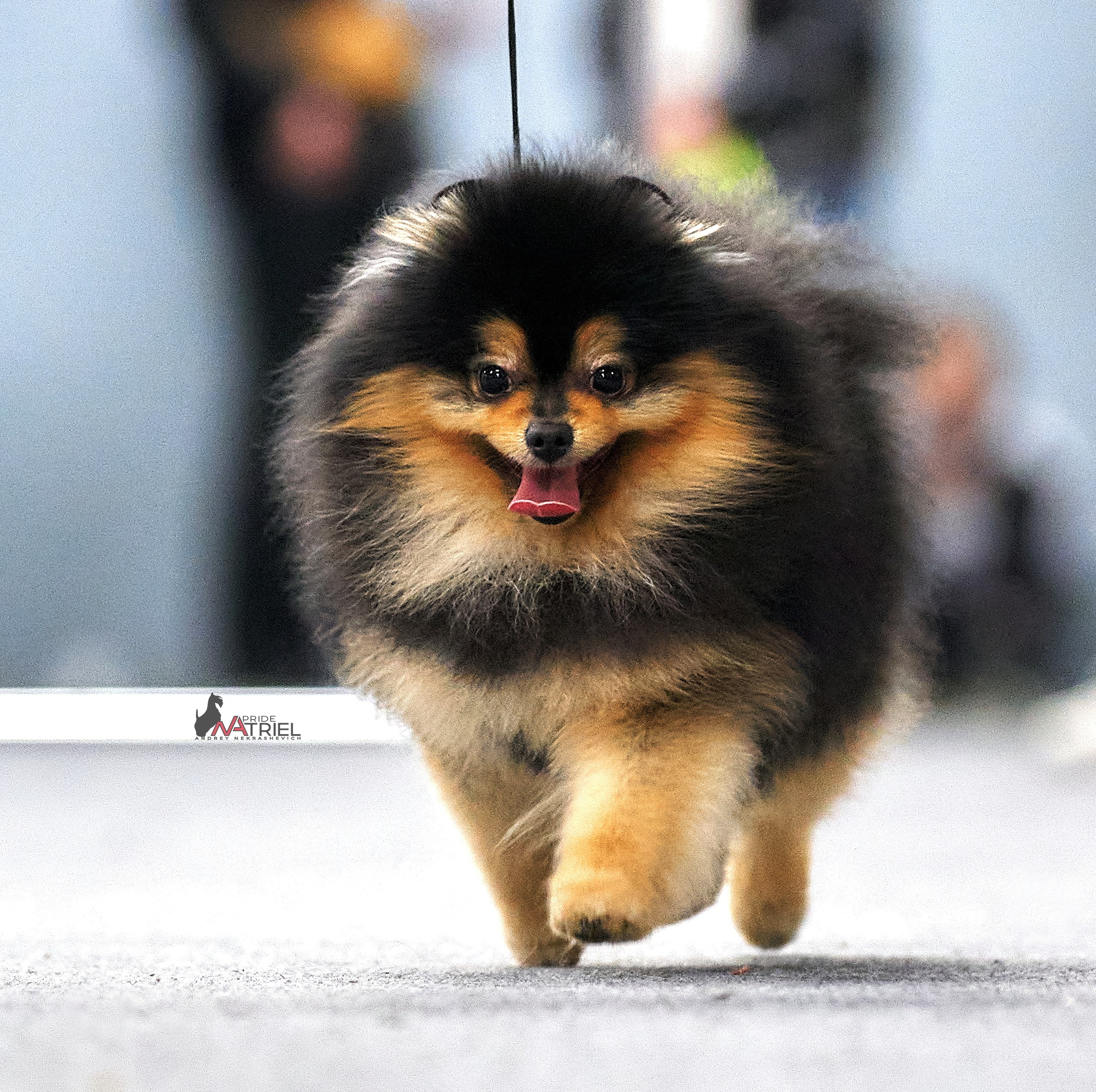 Работа в рингах — галерея NATRIEL