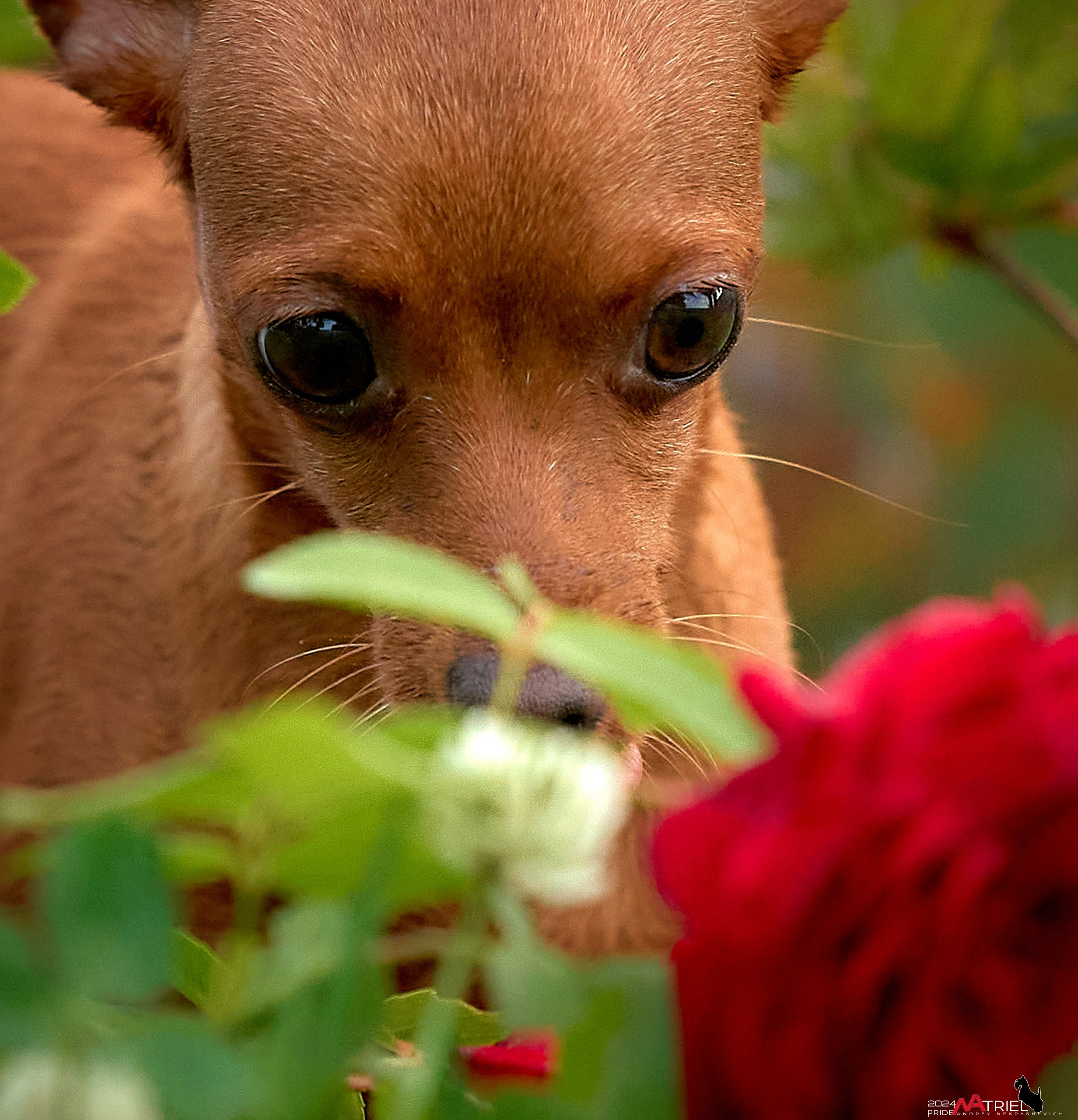 Фотопрогулка с крысариками