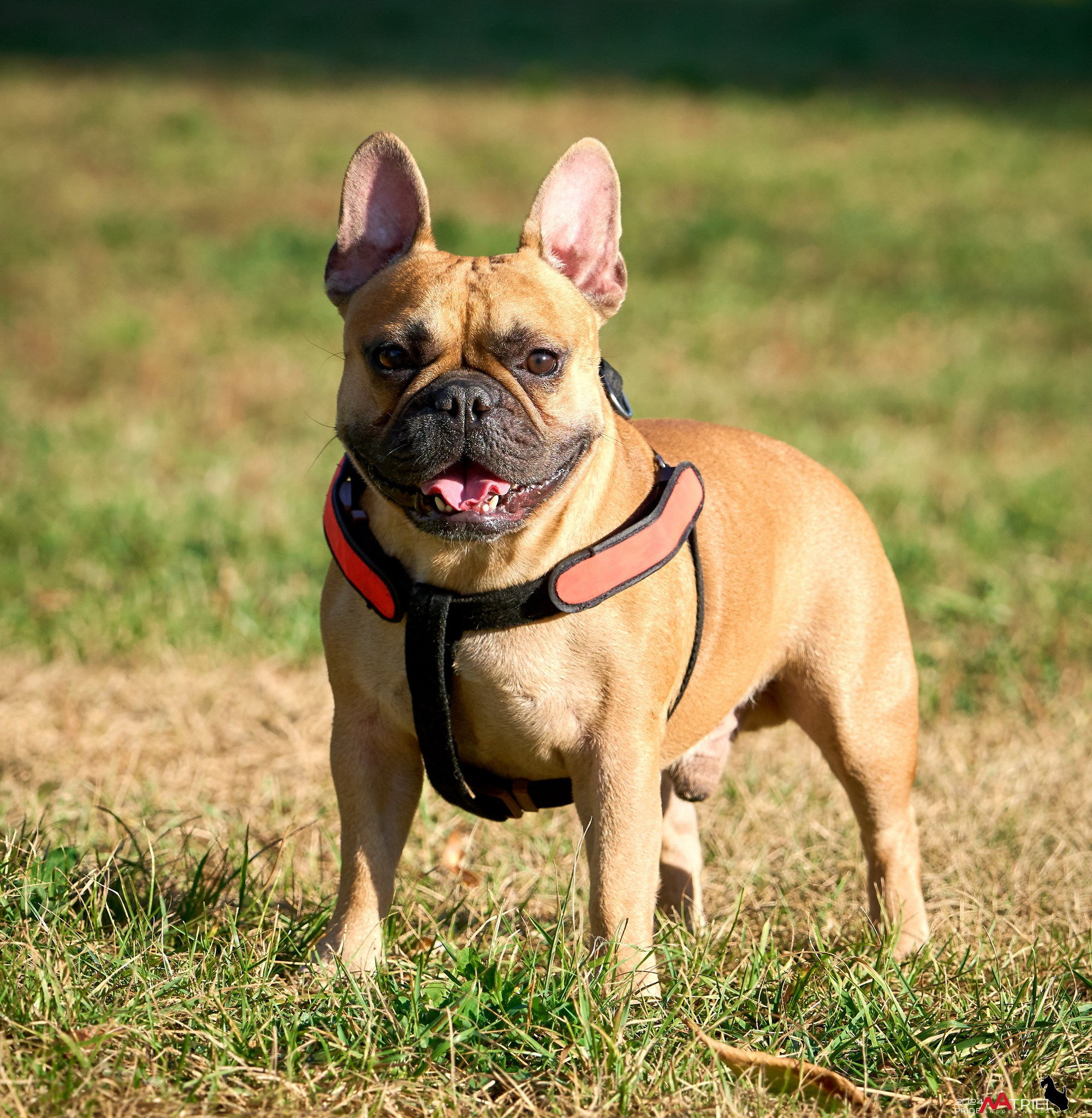 Фотопрогулка "вокруг дома"