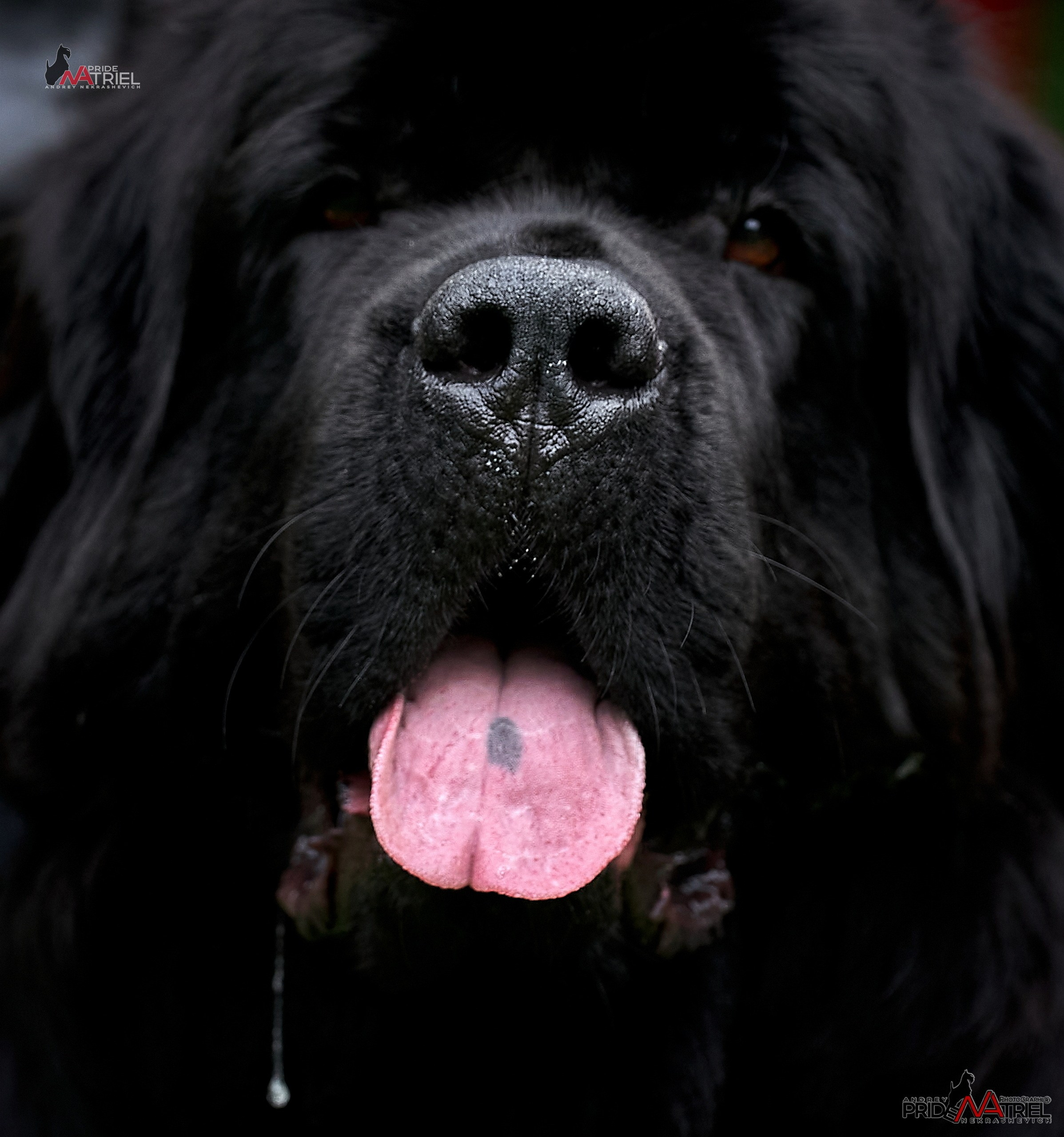 Портреты собак — галерея NATRIEL