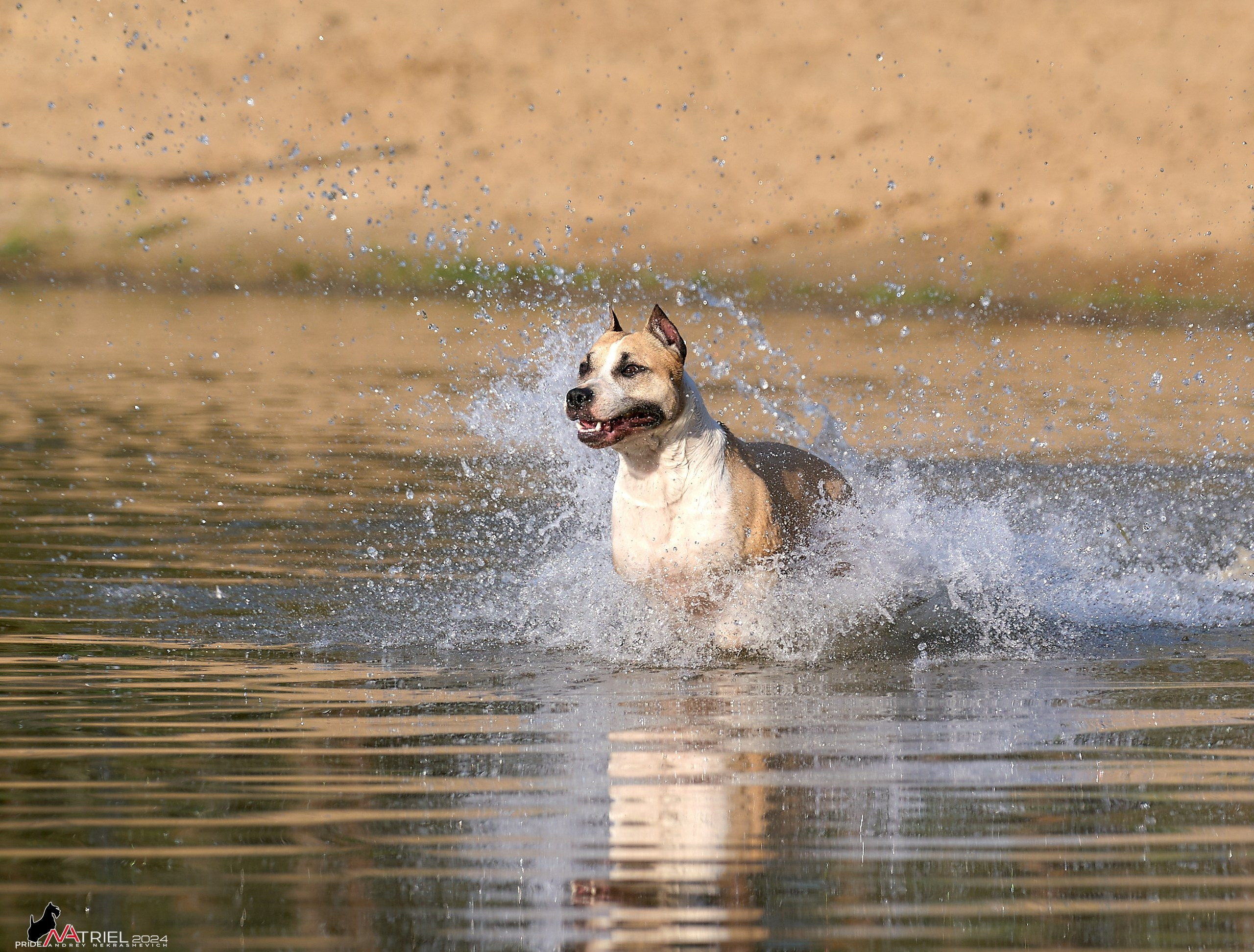 Фотопрогулка с булли