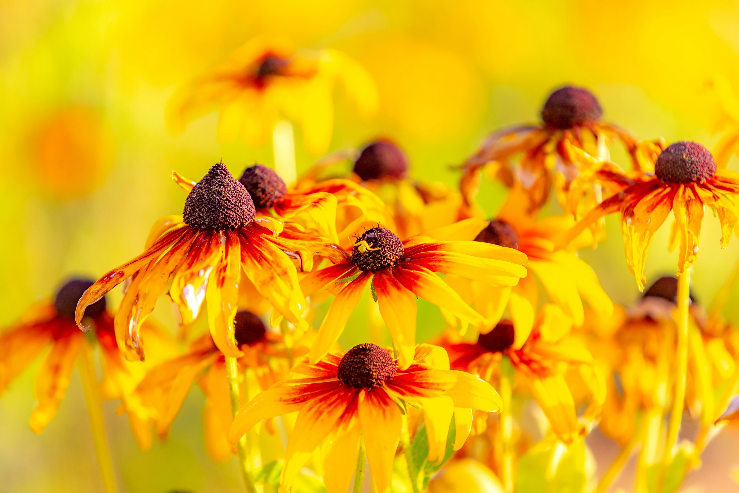 Лютики-цветочки — галерея NATRIEL