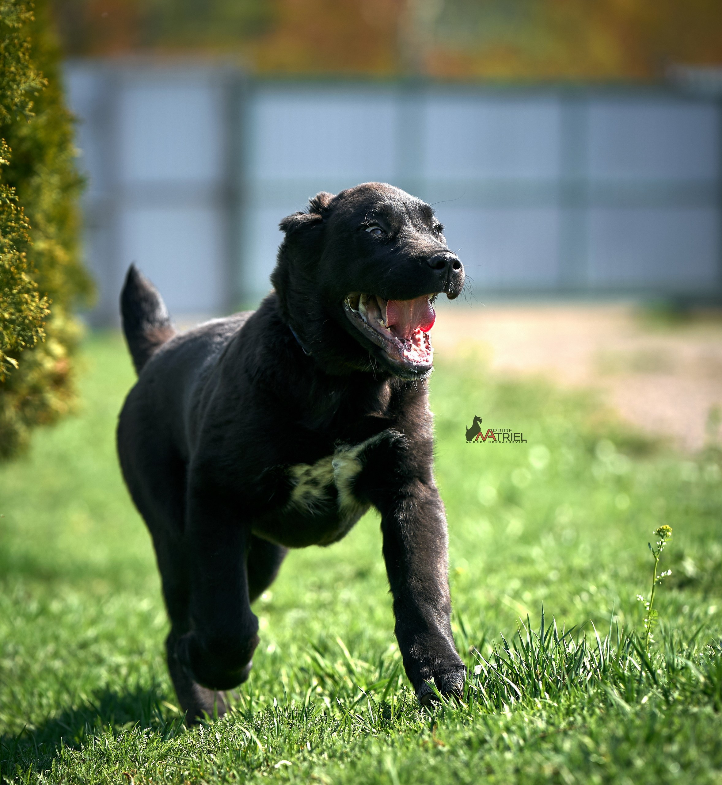 Среднеазиаты — щенки и взрослые