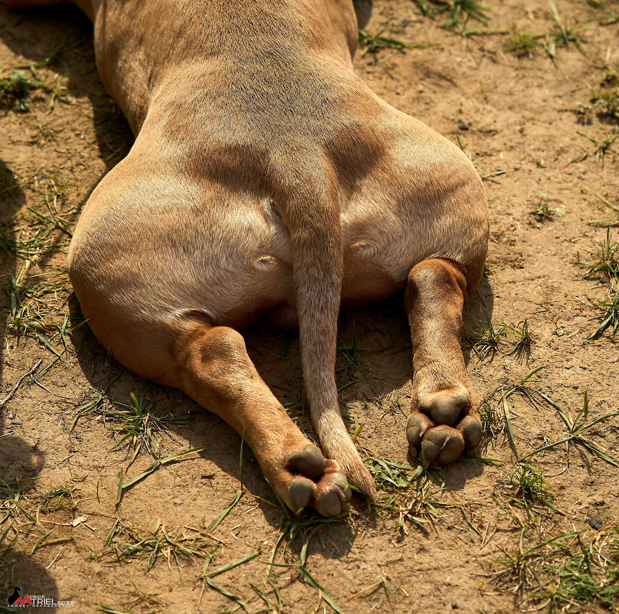 Выставка собак Суздаль-Владимир