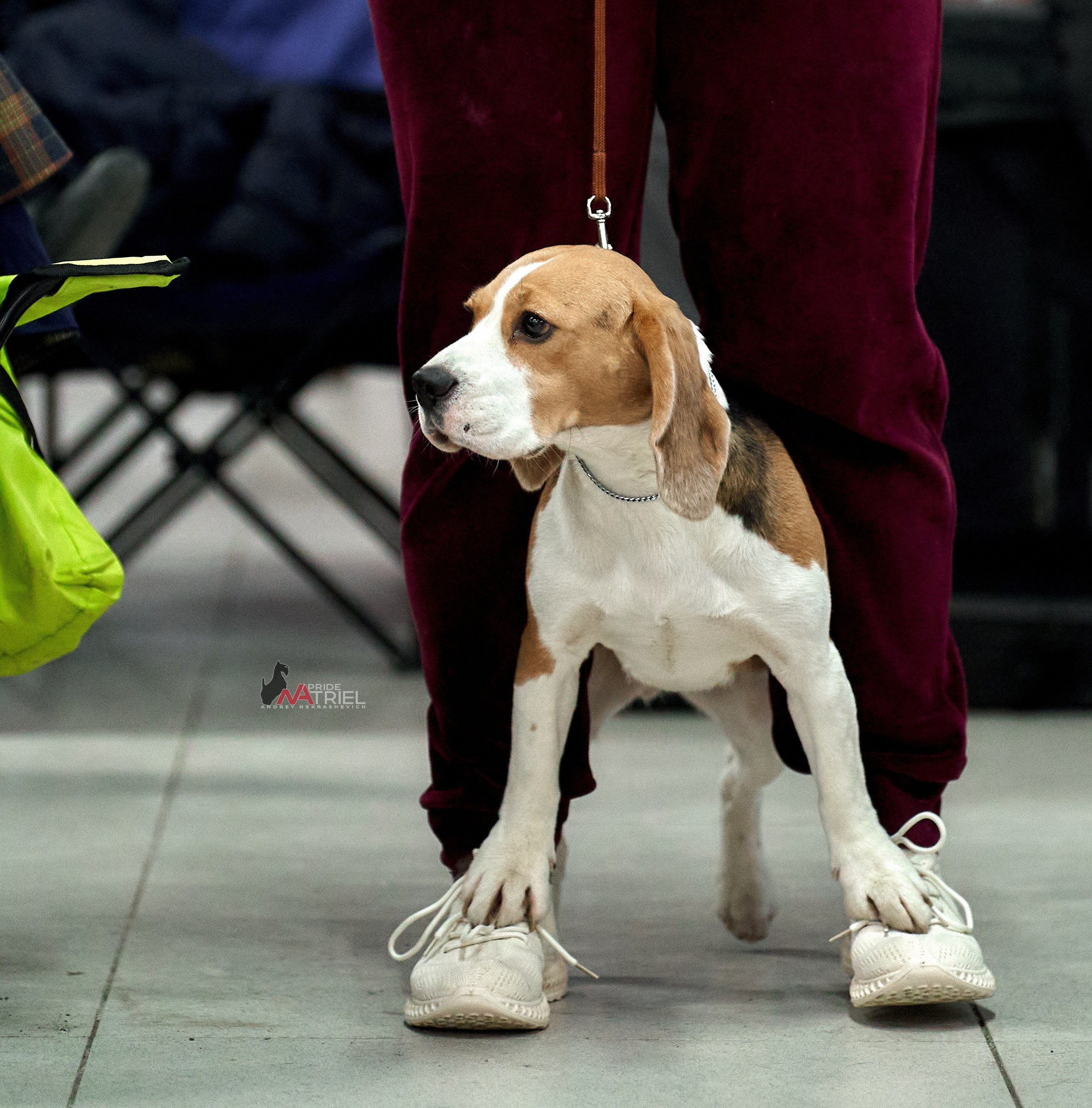 Картинки с выставки — галерея NATRIEL