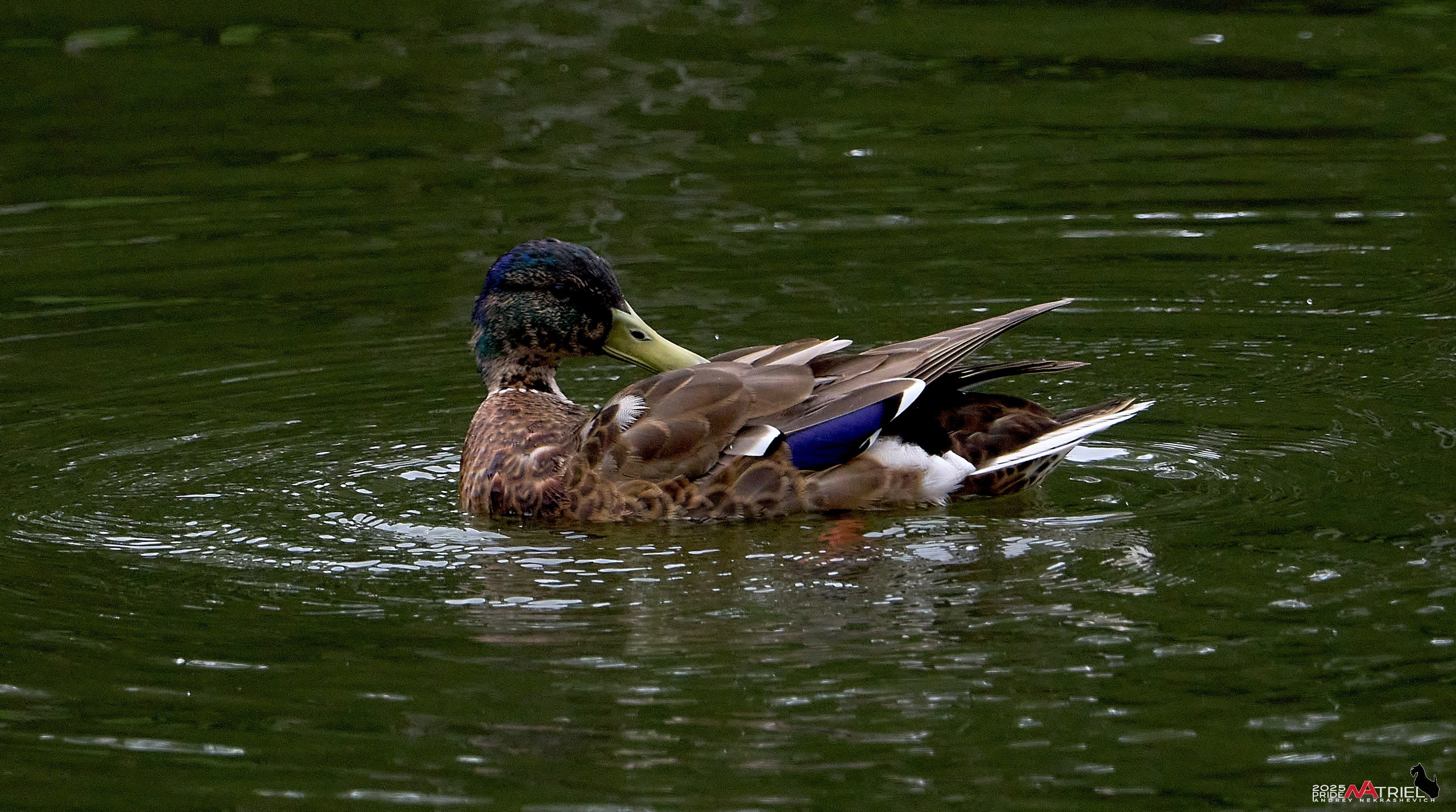 Съемка в парке на воде
