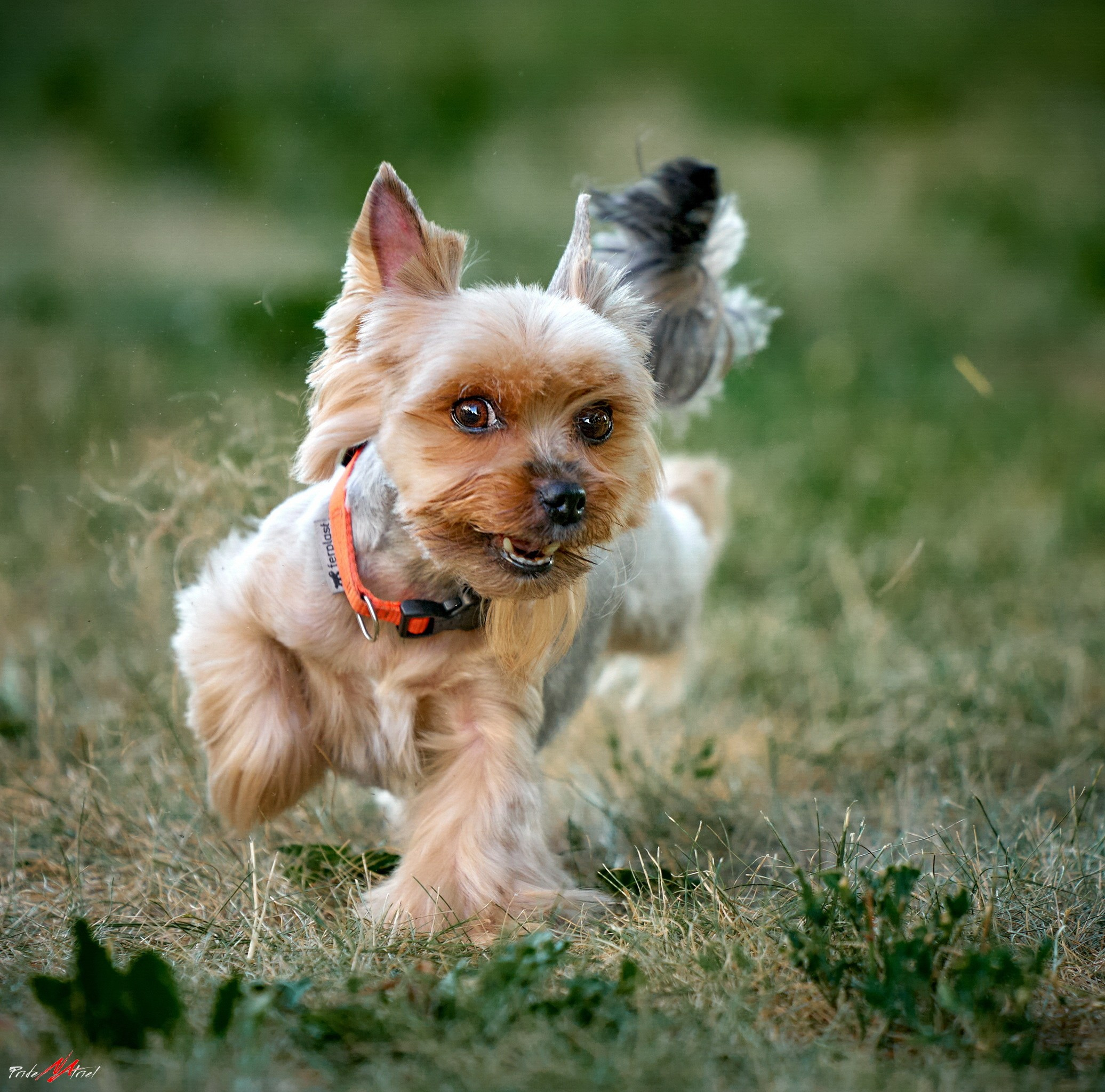 Йоркширский терьер Циля
