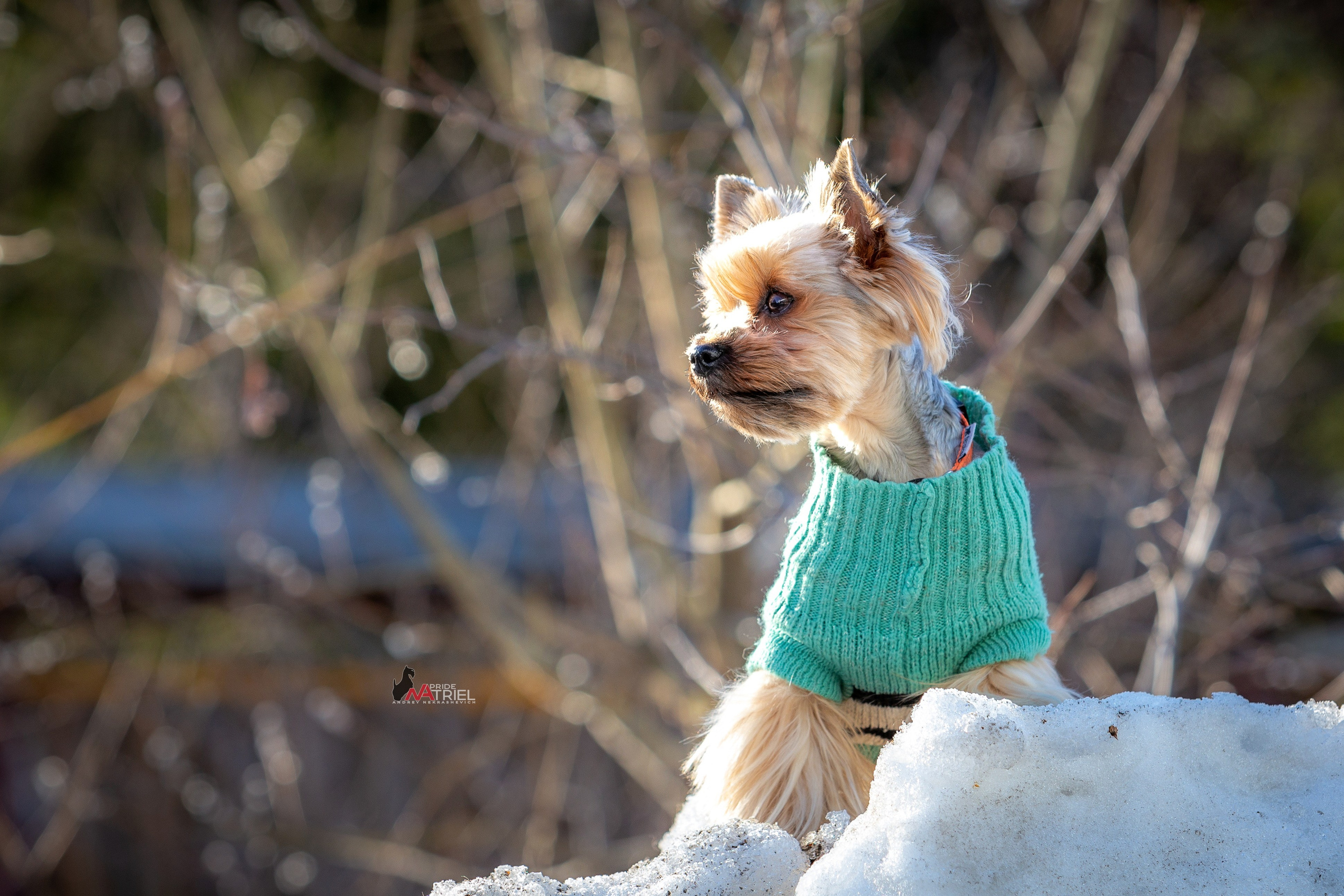 Йоркширский терьер Циля