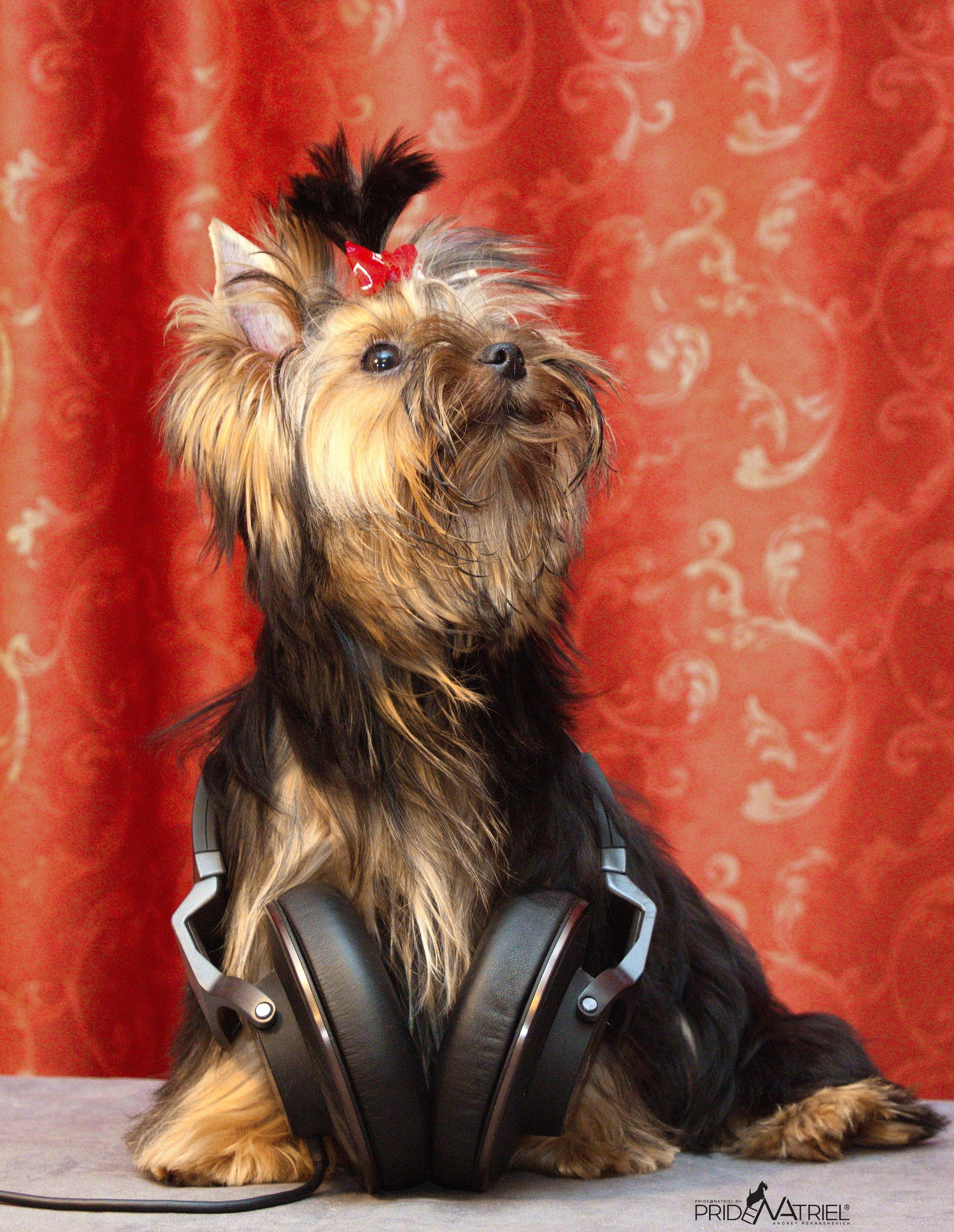 Йоркширский терьер Циля