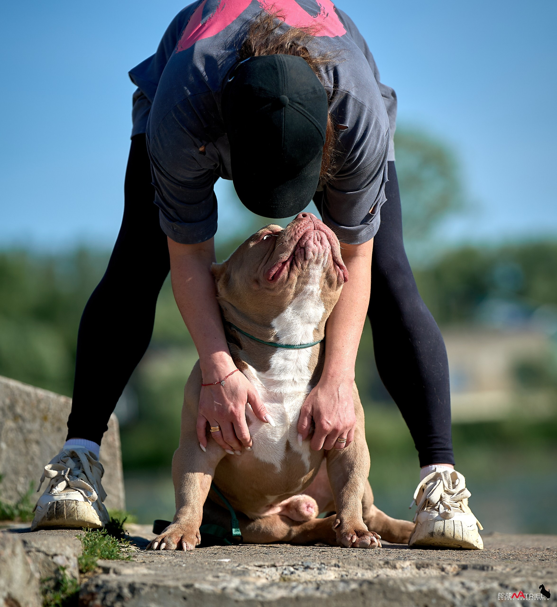 Съемка собак породы булли на природе