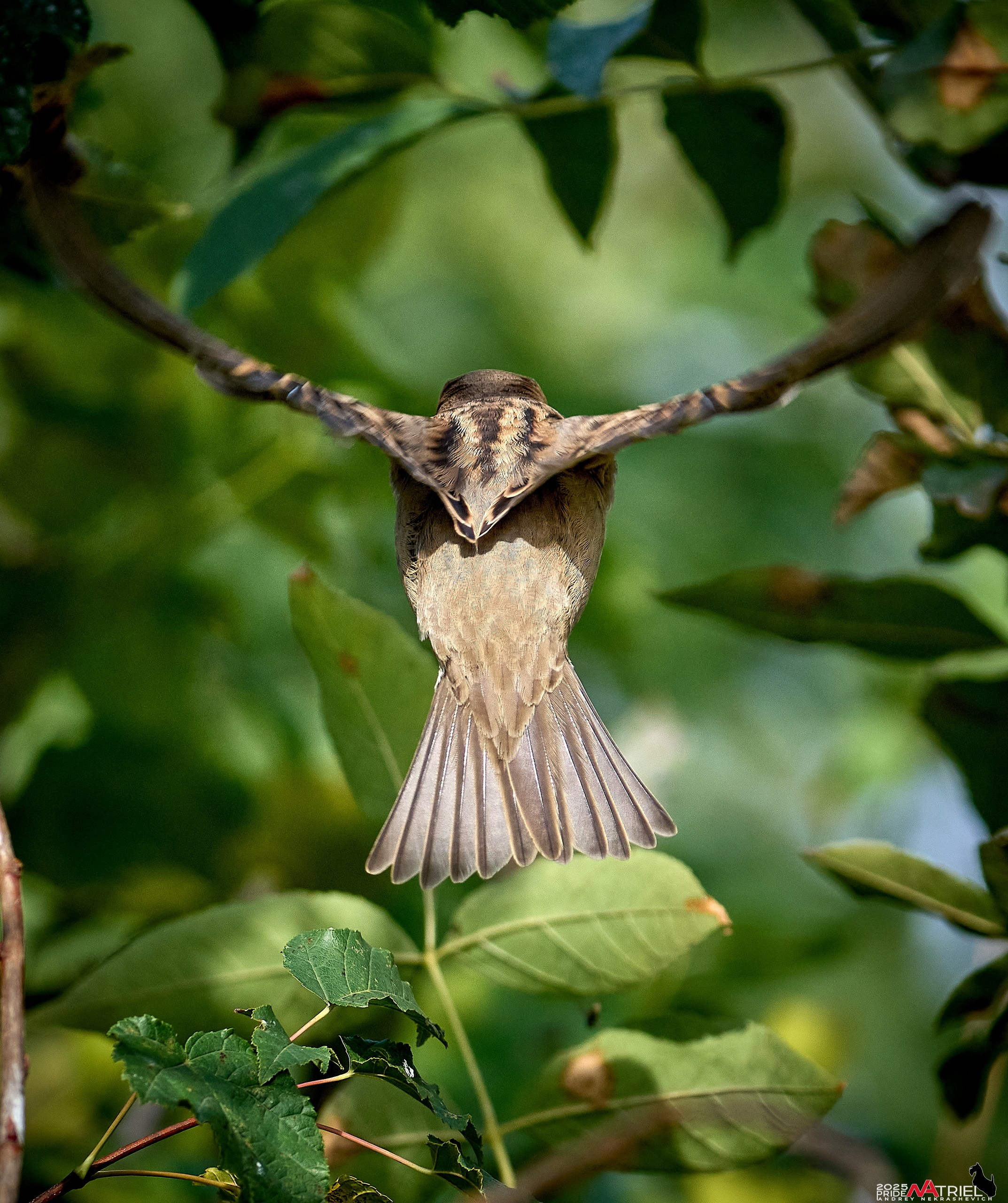 Съемка с объективом Sony 200-600 на камеру Sony A1m2