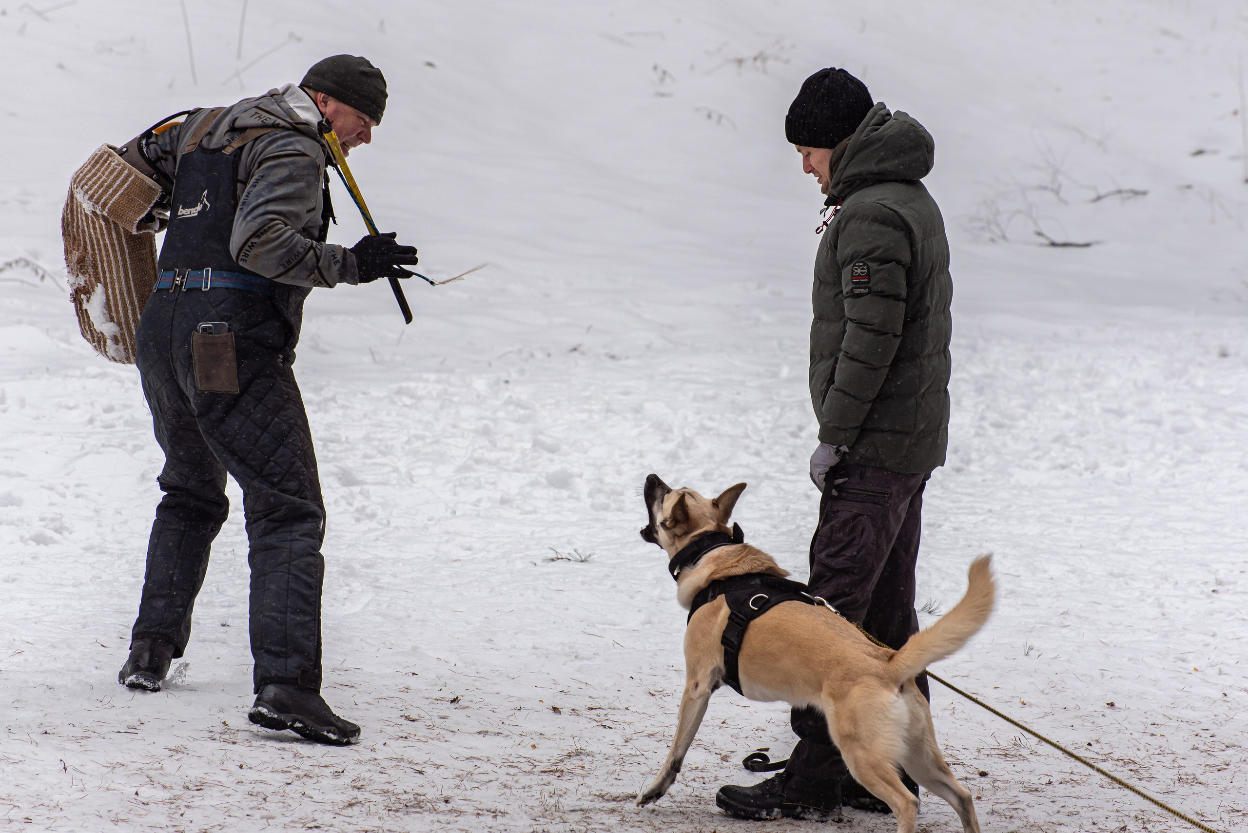Фотосъёмка с собаками в Кинологическом лагере. Фотограф Макс Огурцов в Нижнем Новгороде