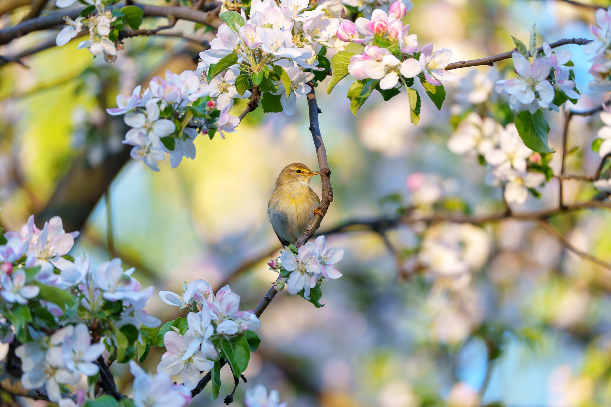 Удивительные мир птиц. Вокруг нас столько прекрасного — присмотритесь!. Ваш личный фотограф Марина Волкова