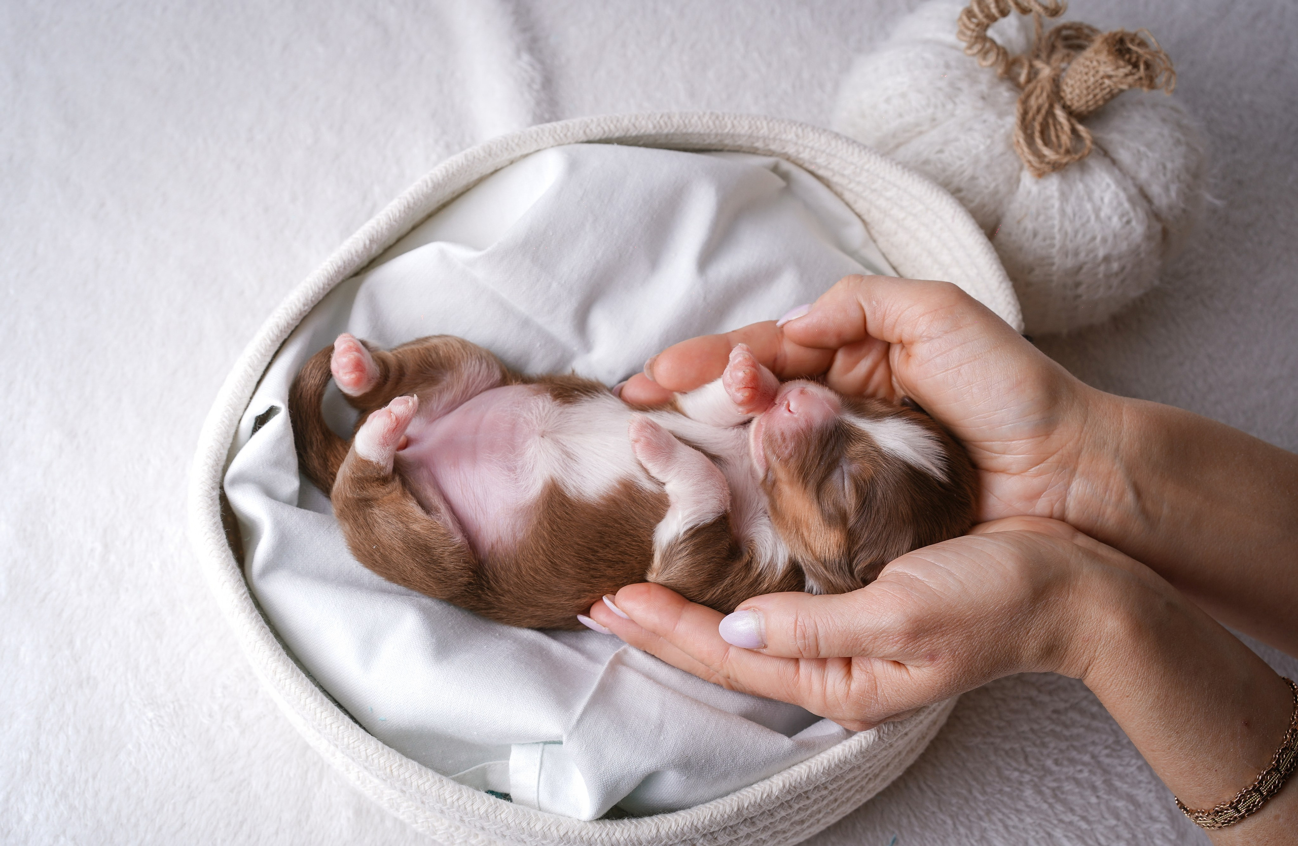 Щенули аусси. Фотограф-анималист в Санкт-Петербурге Яна Мартынова