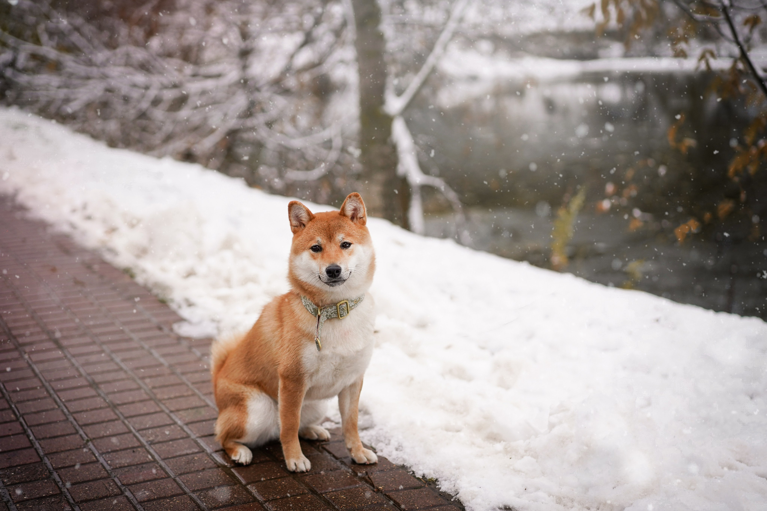 Алина и Юми. Фотограф-анималист в Санкт-Петербурге Яна Мартынова