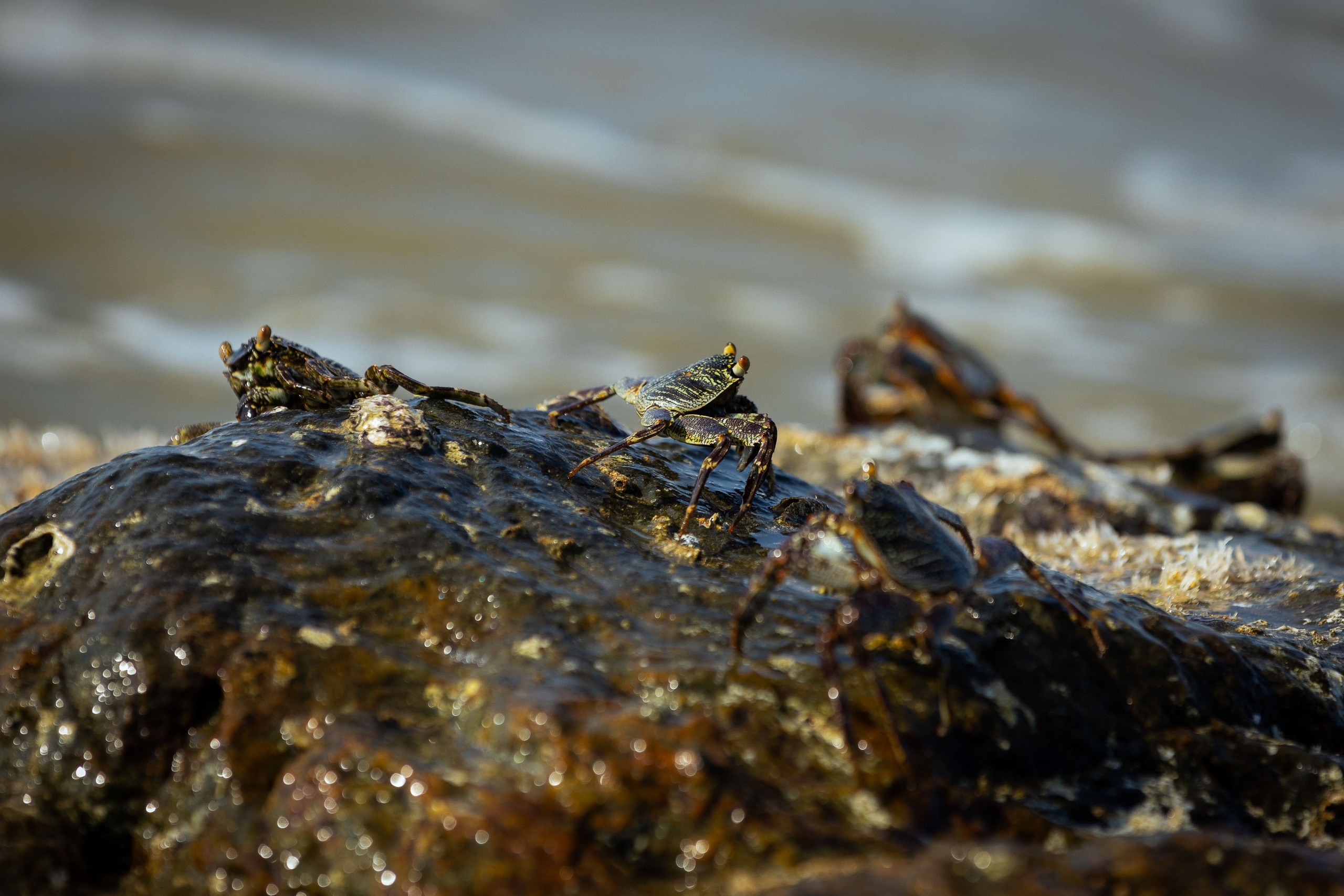Шри-Ланка (весна 2024). Фотограф Виноградов Константин