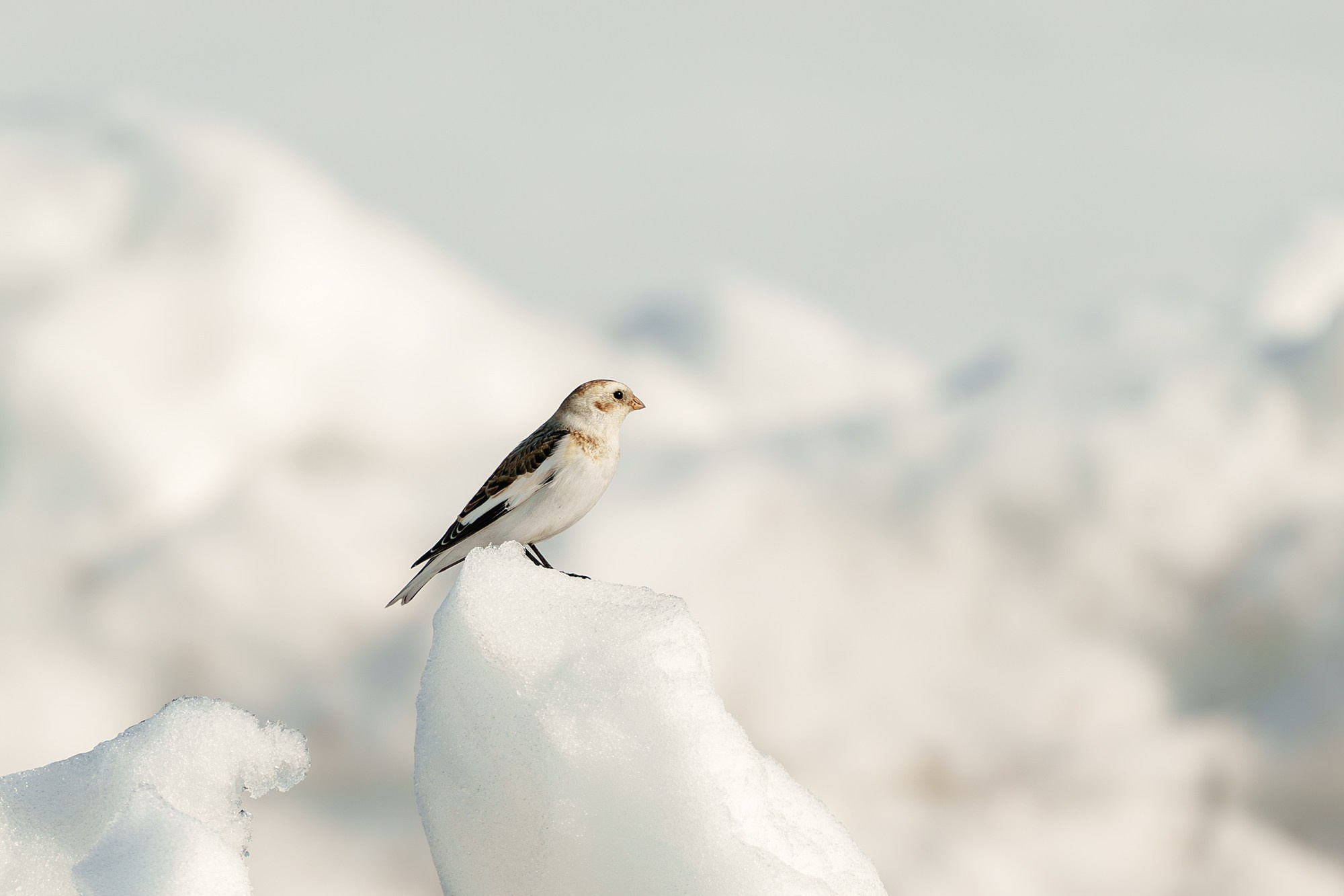 Удивительные мир птиц. Вокруг нас столько прекрасного — присмотритесь!. Ваш личный фотограф Марина Волкова