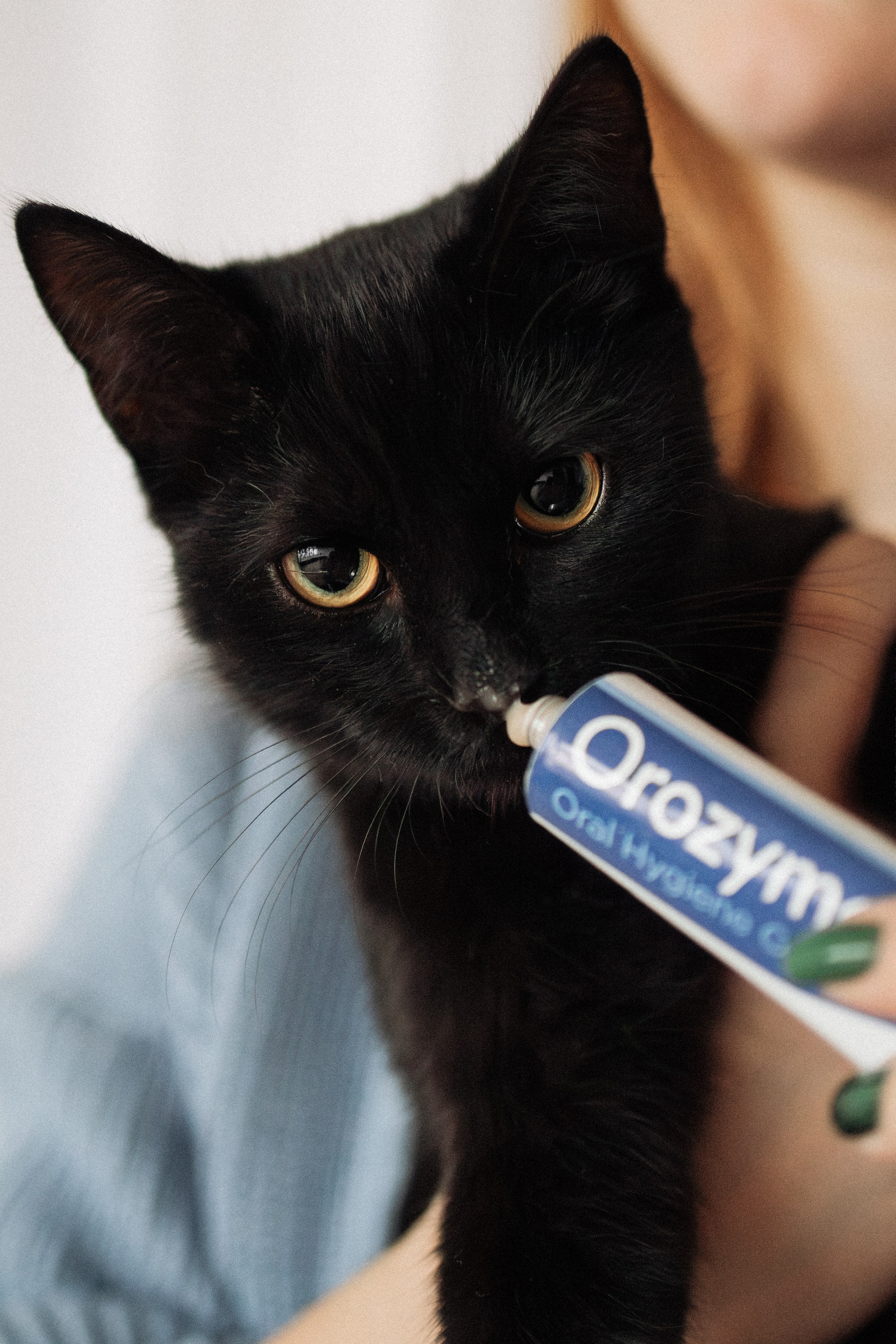 Orozyme&Emmiepet. Фотораф — анималист Мария Шистка