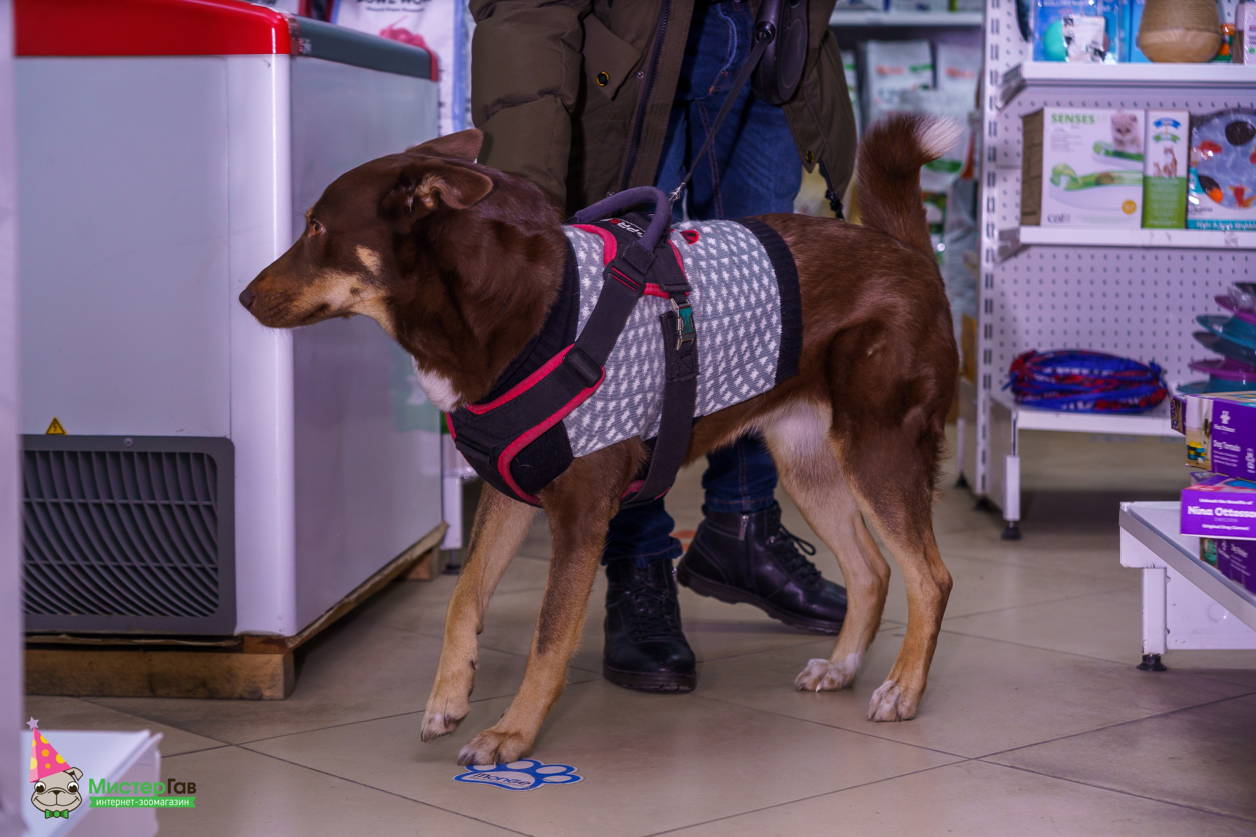 Мистер Гав -13 лет!. Фотограф Челябинск · Ольга Серебрякова