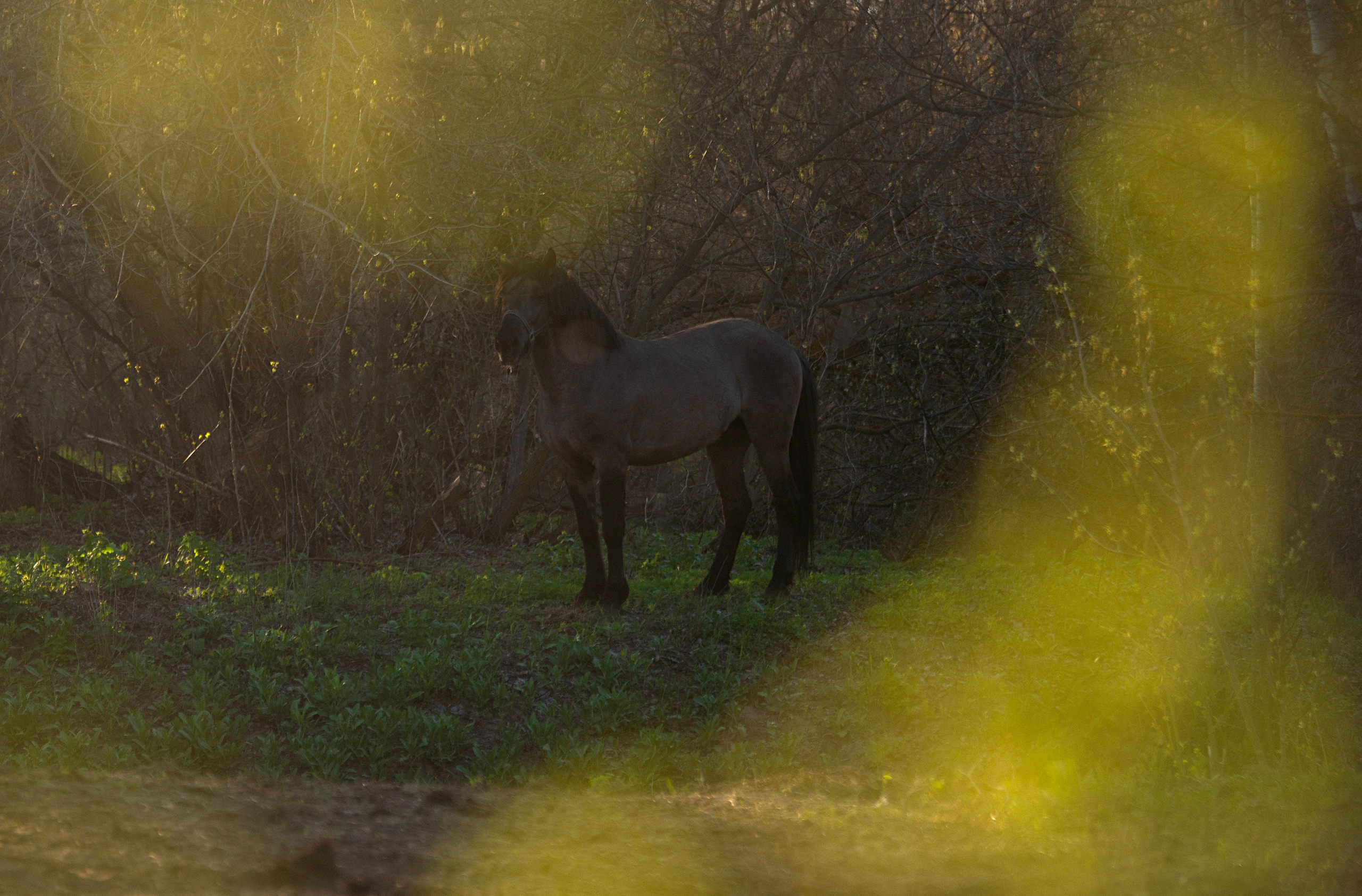 Вятка Исток. Конный фотограф в Саратове Юлия Иванова