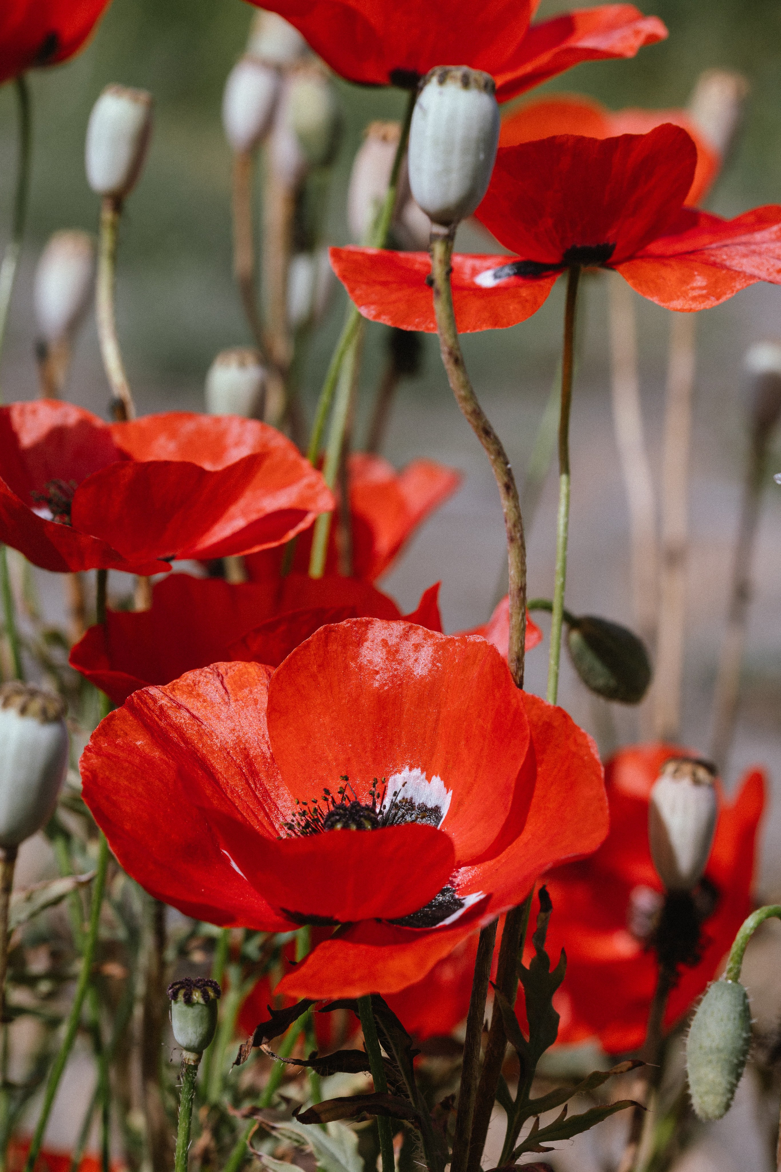 Армения. Добродеева Алла фотограф, Москва