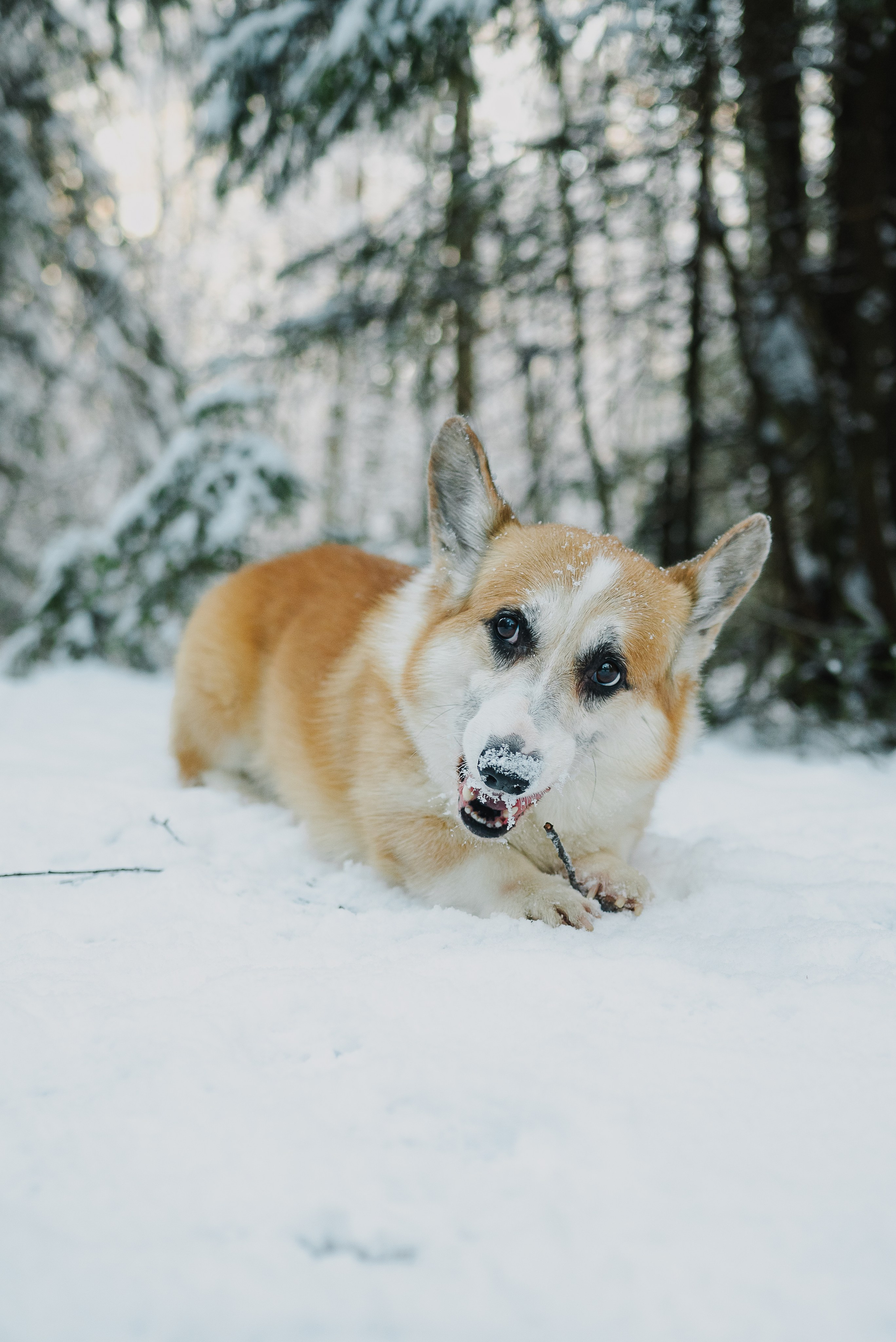 Зима. Ваш свадебный и семейный фотограф