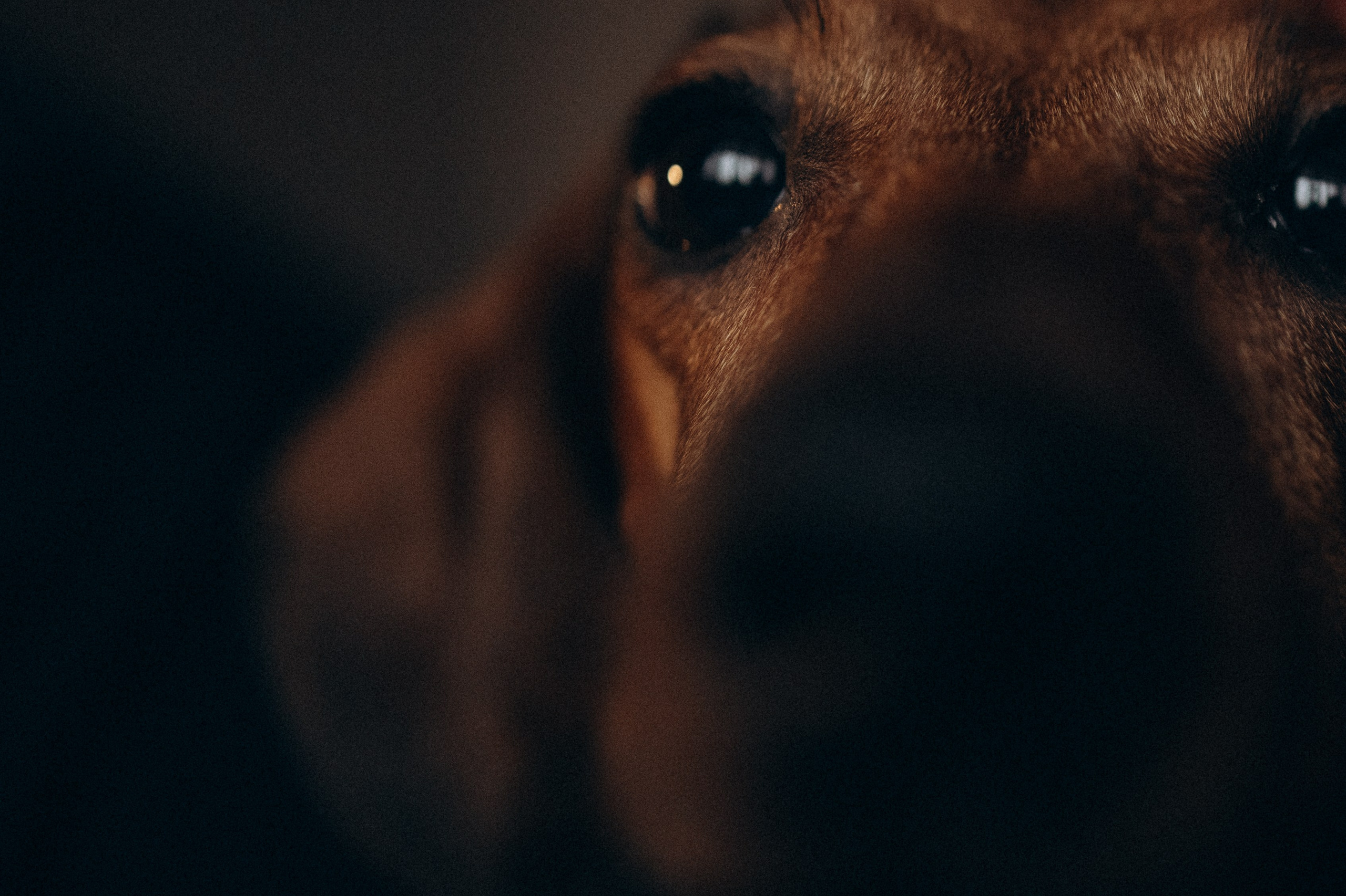 Маша и ее семья. Фотораф — анималист Мария Шистка