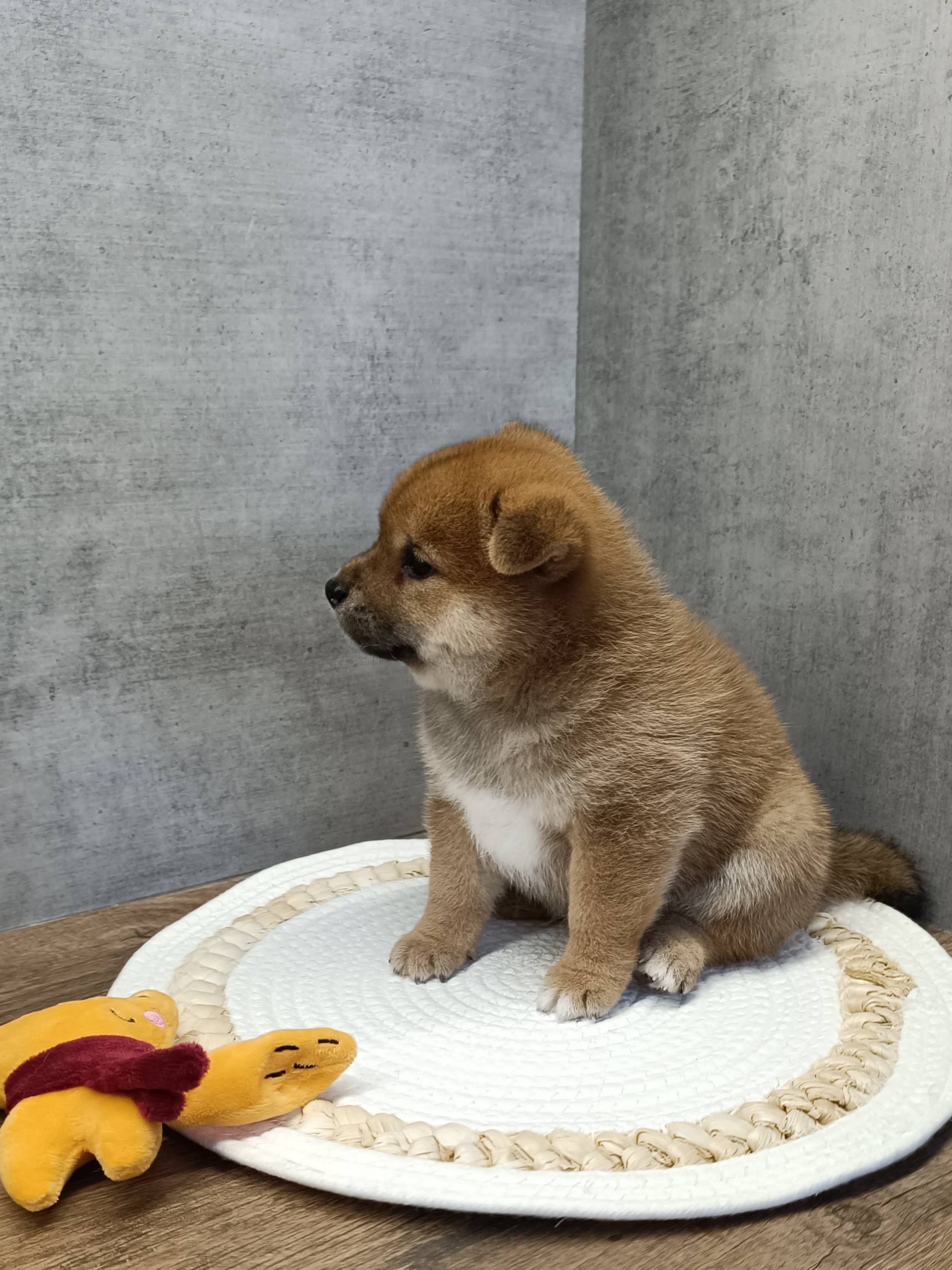 Rubylight Hattie. AMERICAN AKITA RUBYLIGHT KENNEL I SHIBA-INU
