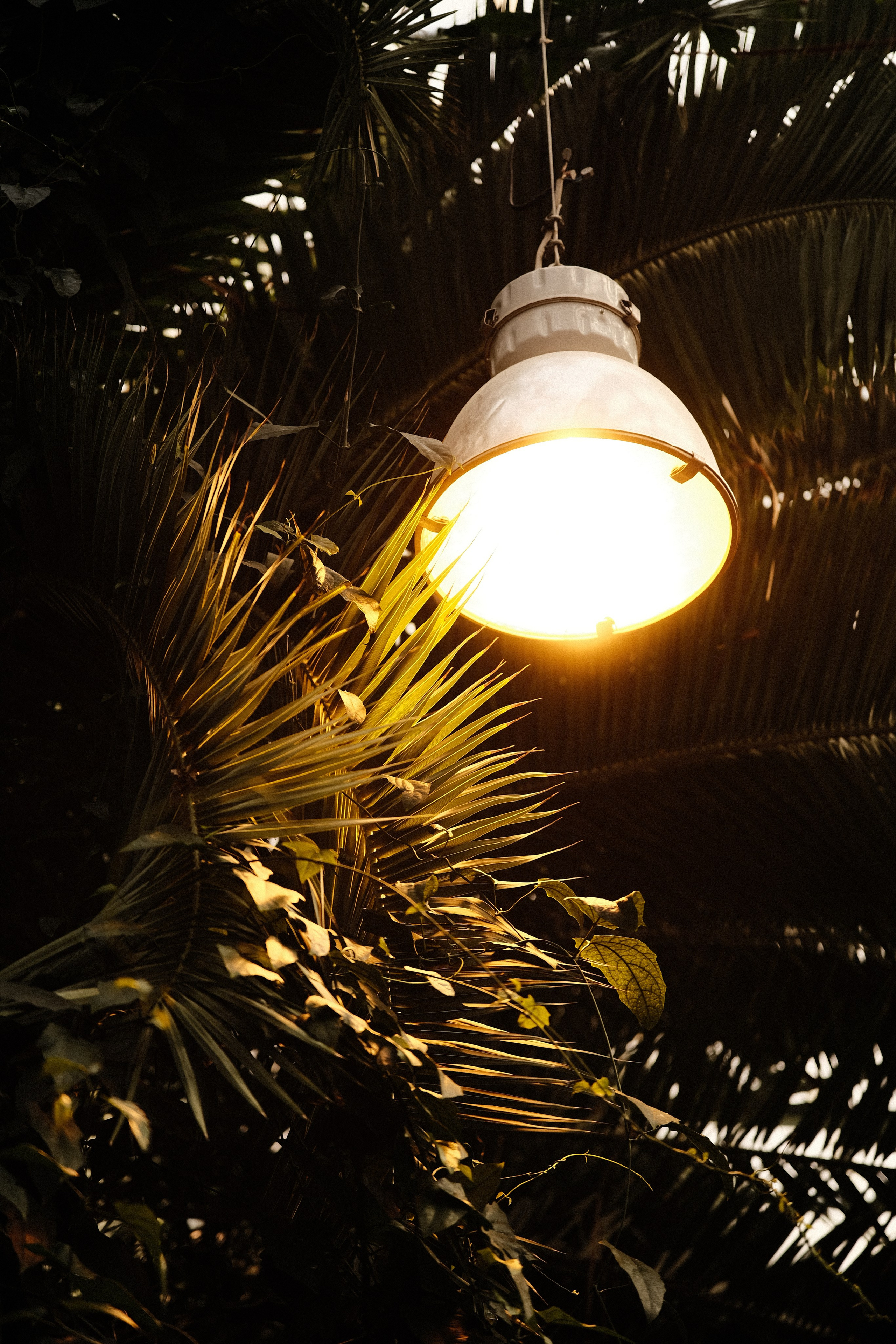 Аптекарский огород. Фотограф-любитель из Кирова Андрей Погребняк