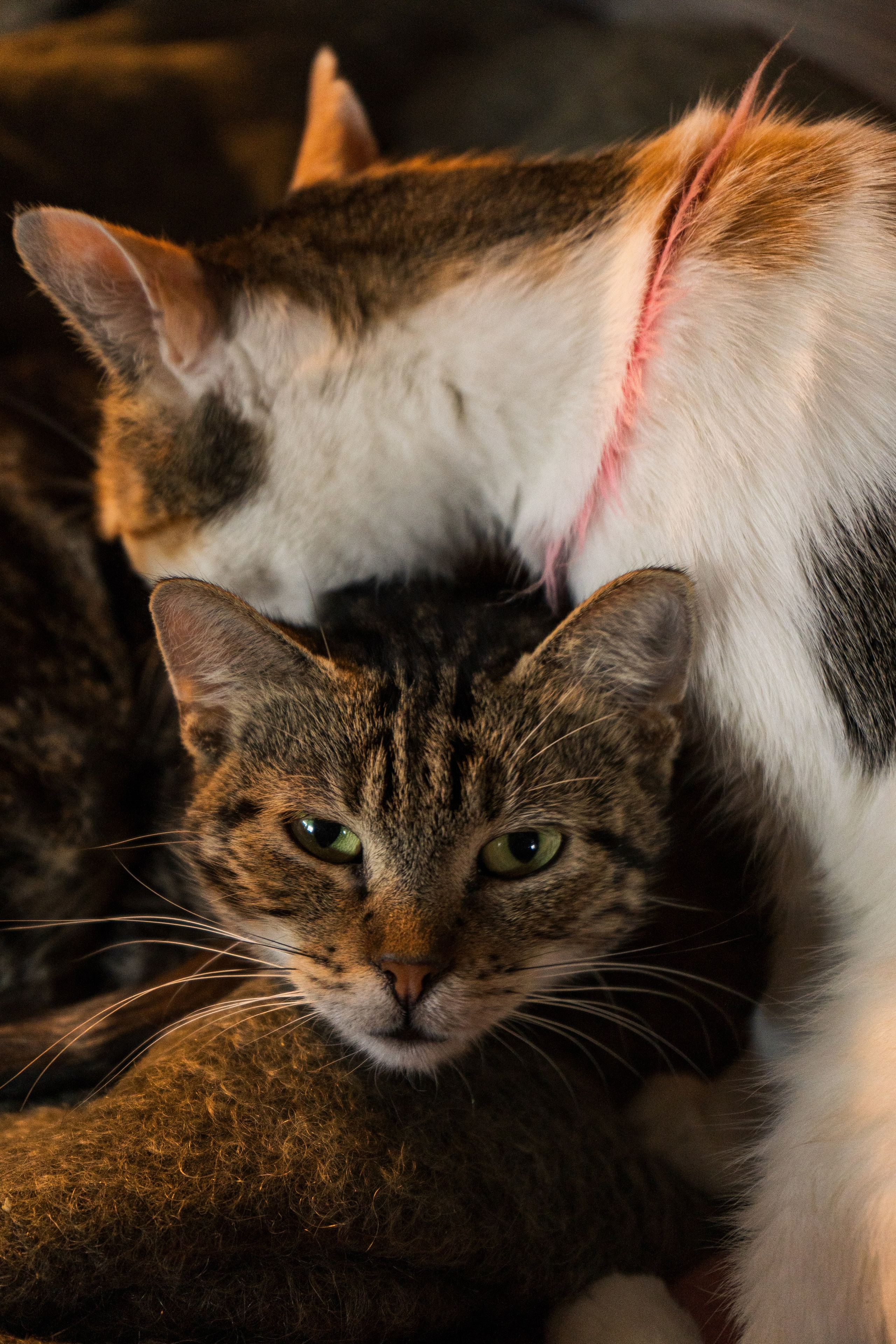 Pets. Makaroshkassirom — photographer in Minsk