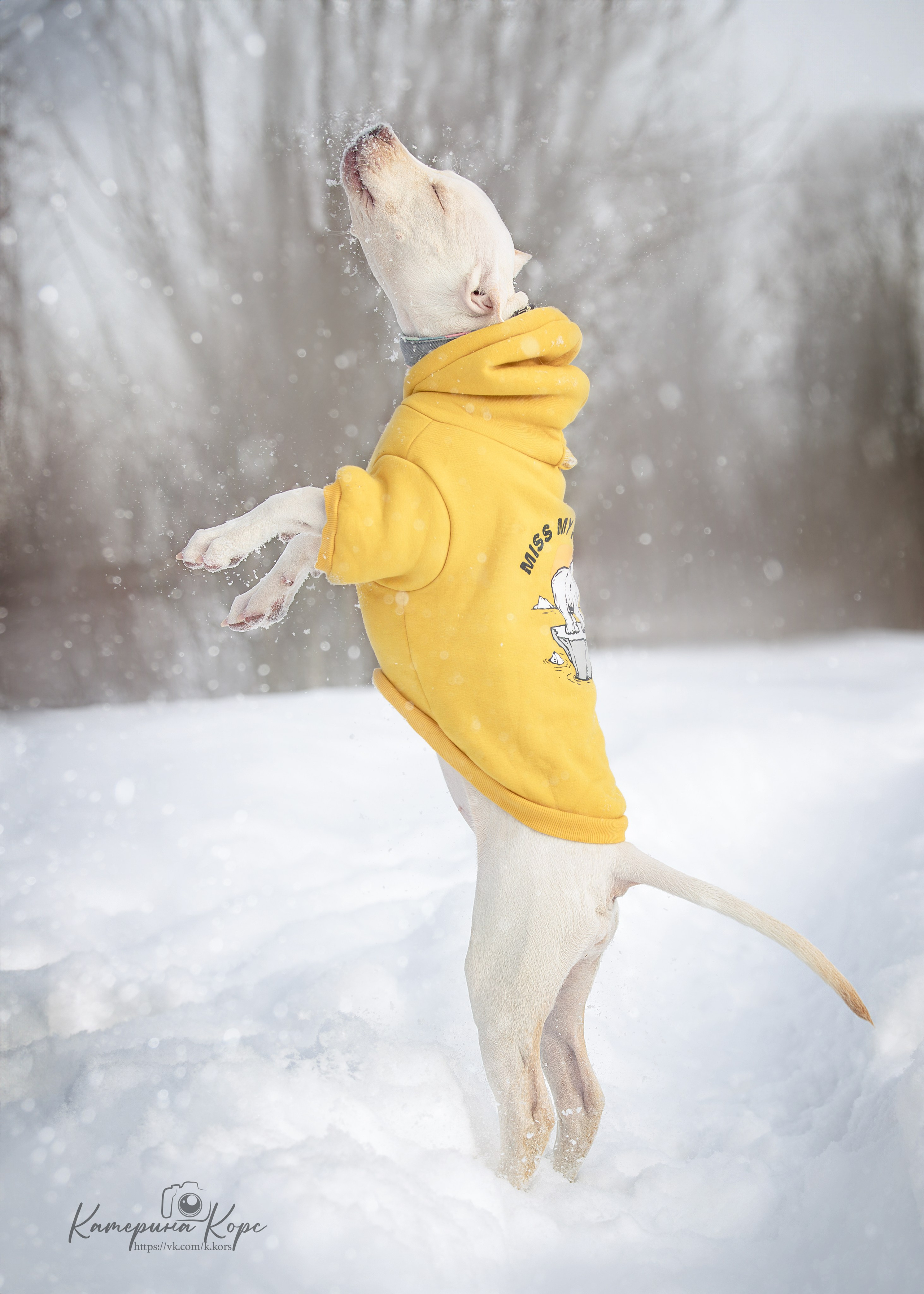 Прогулки. Главная