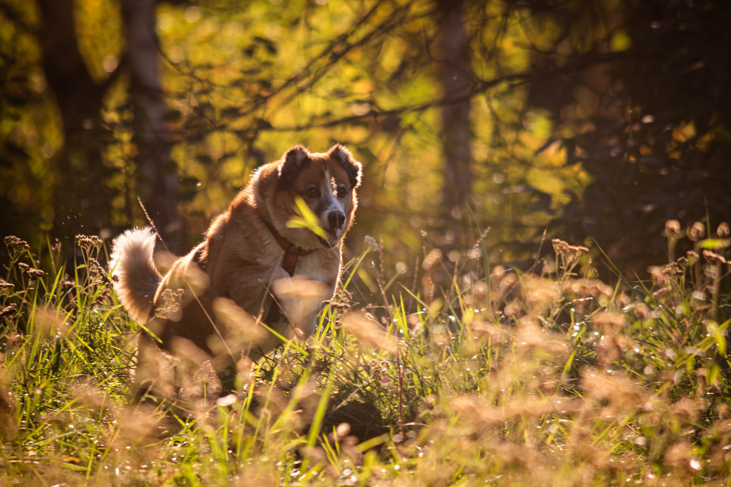 Ник и Полина. Фотограф Светлана Блинова, Москва и Московская область