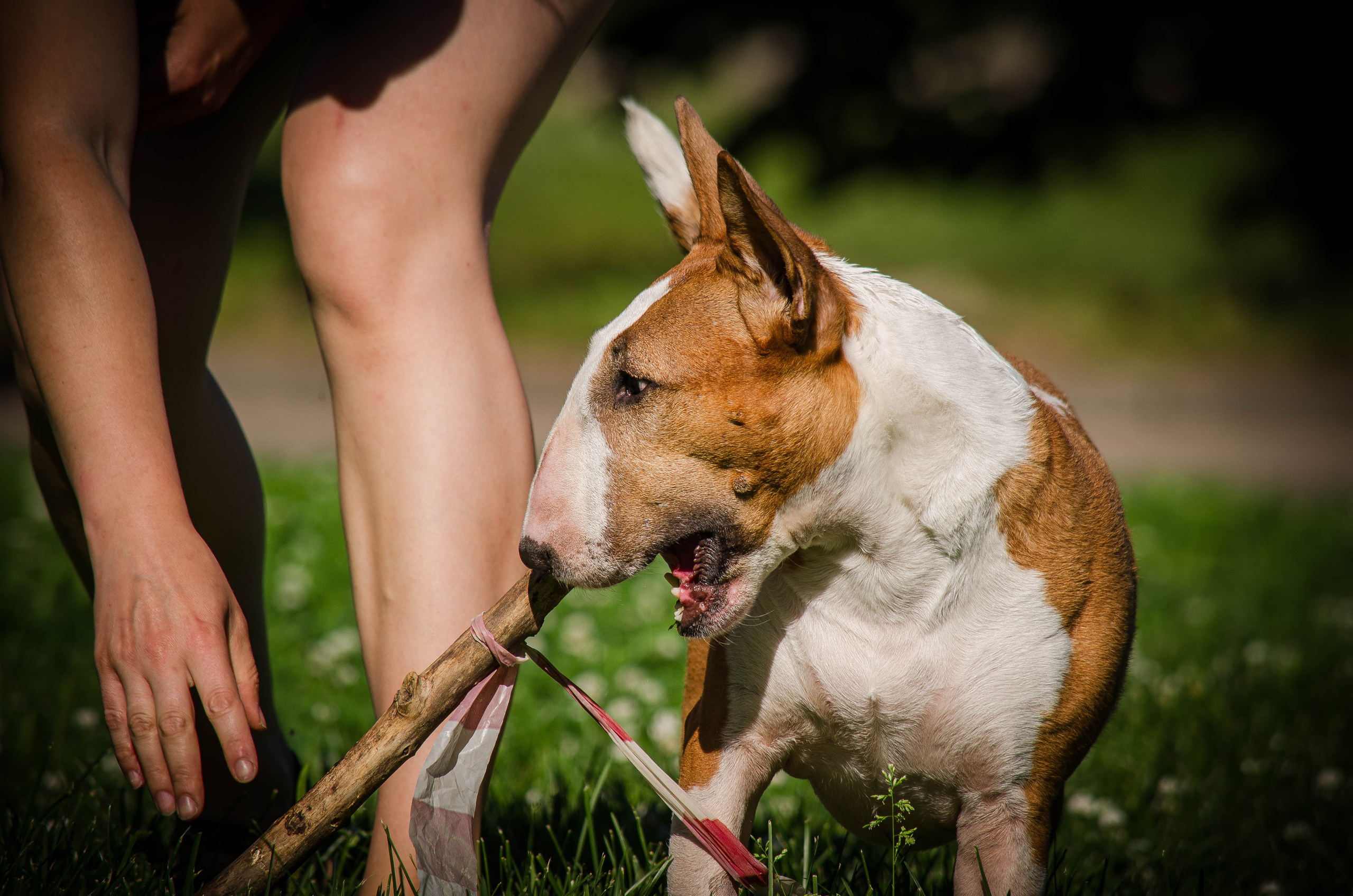 Пуля. Фотограф Светлана Блинова, Москва и Московская область
