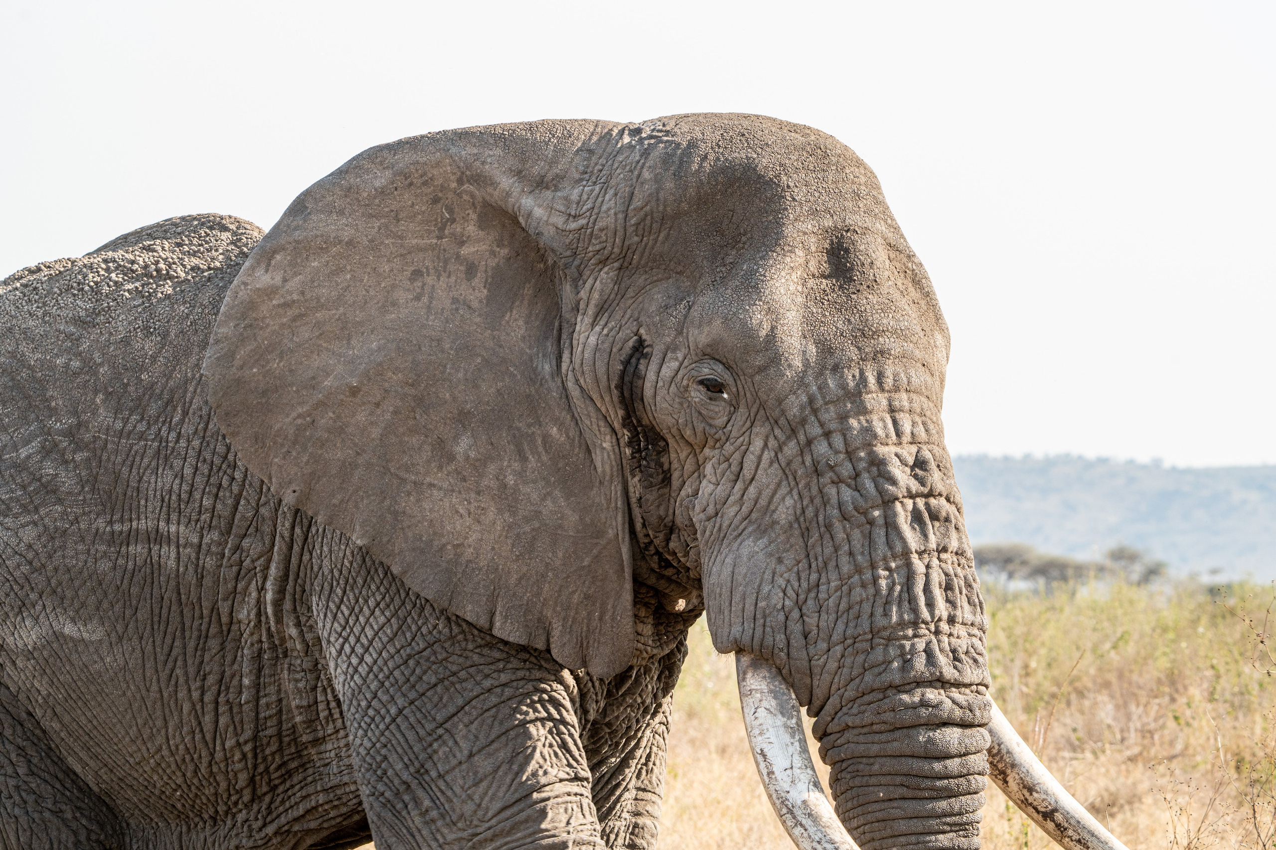 Танзания, сафари, 2025. Творческие сьемки