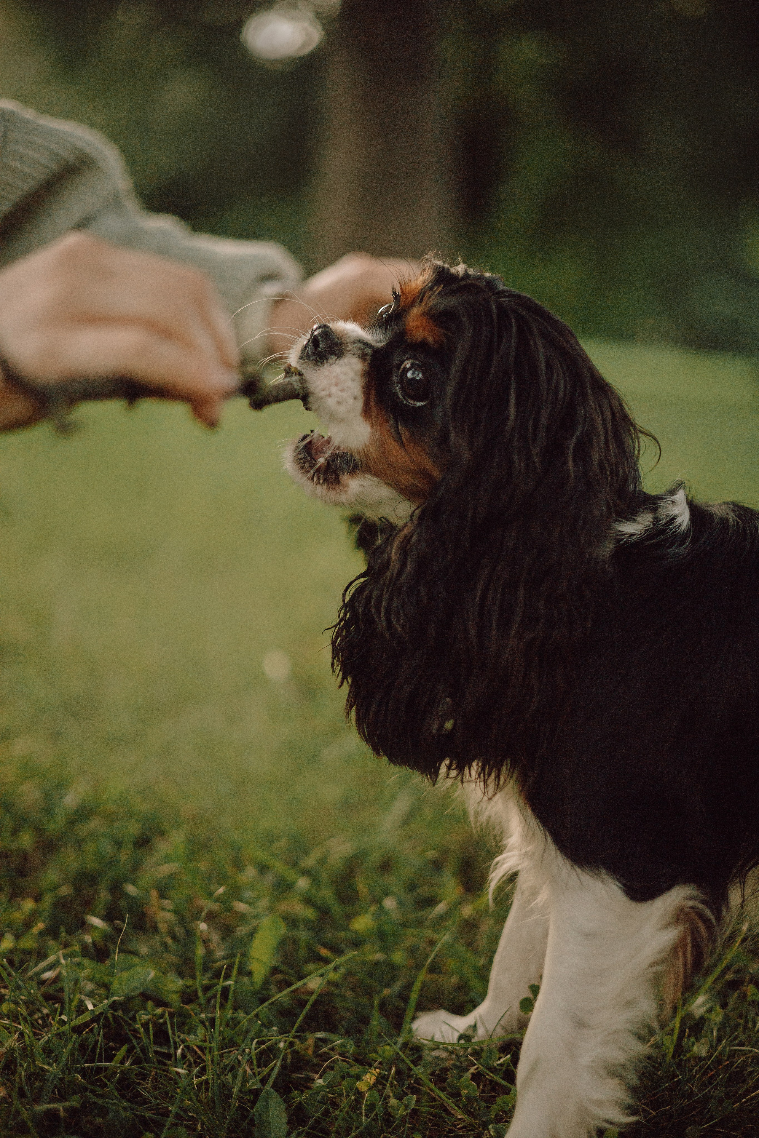 Один день из жизни Стеши и её родных. Фотограф — анималист •love-story•|Санкт-Петербург