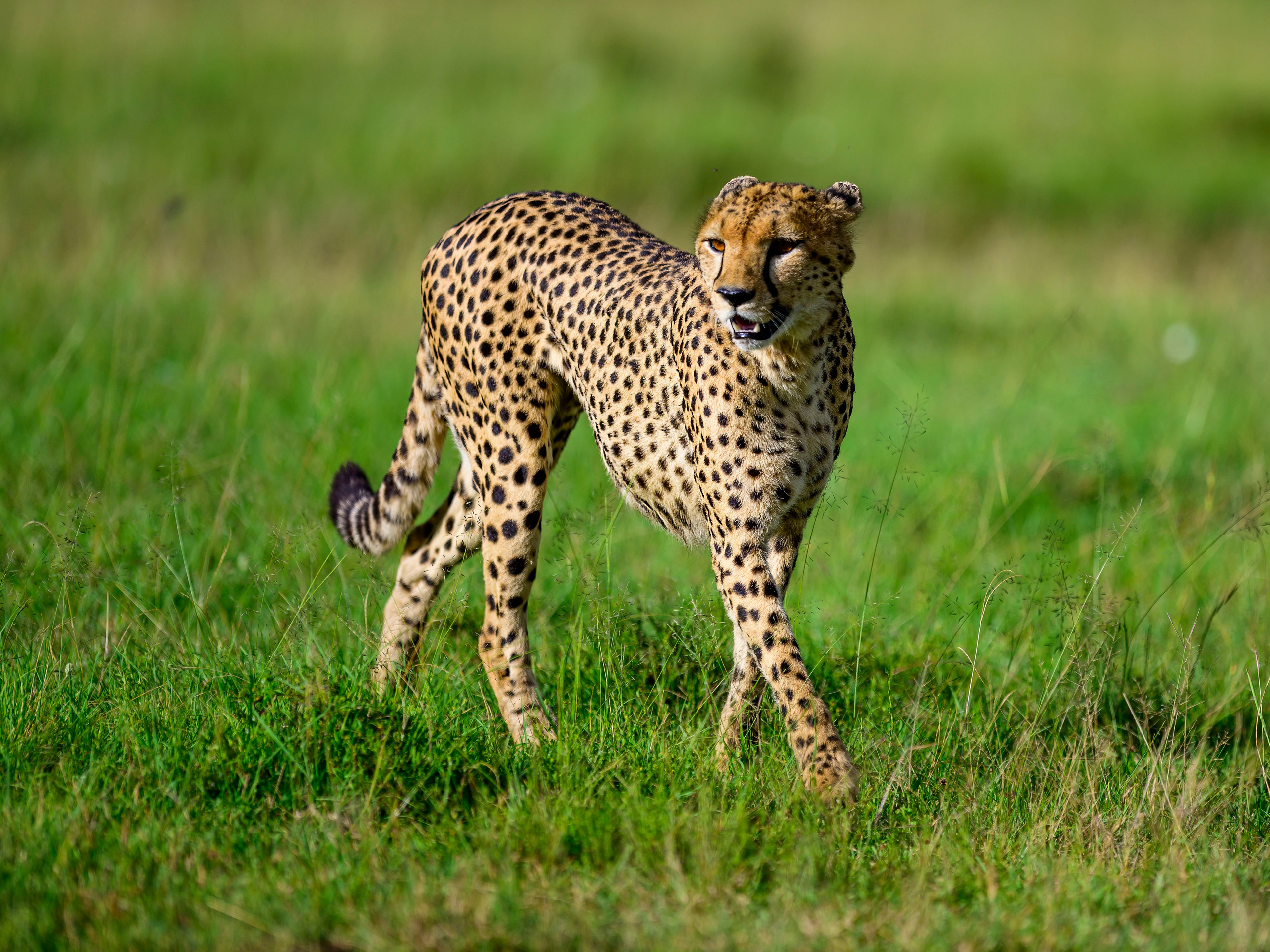 Кения. Wildlife photography by Sergey Puponin