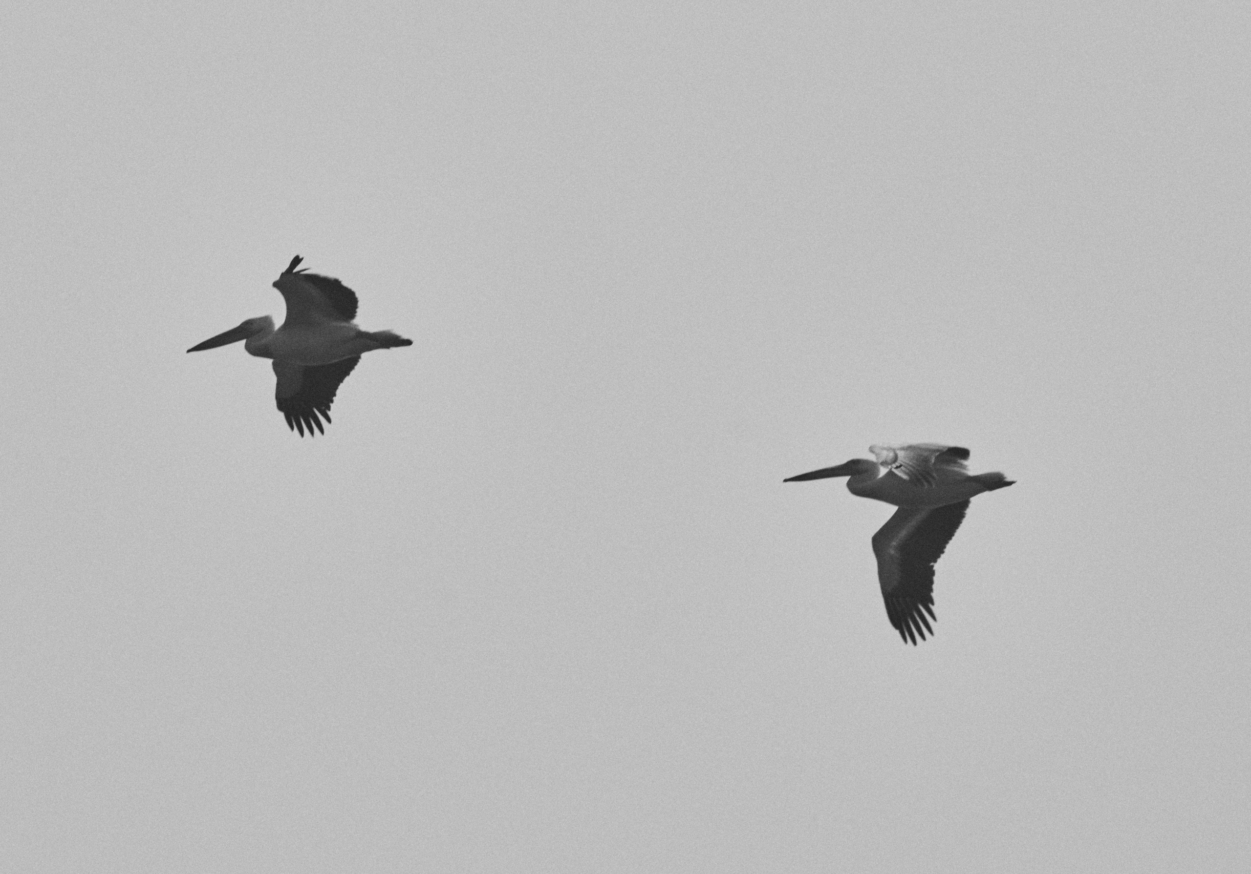 Morocco-Gambia. See the moment and catche. commercial and reportage