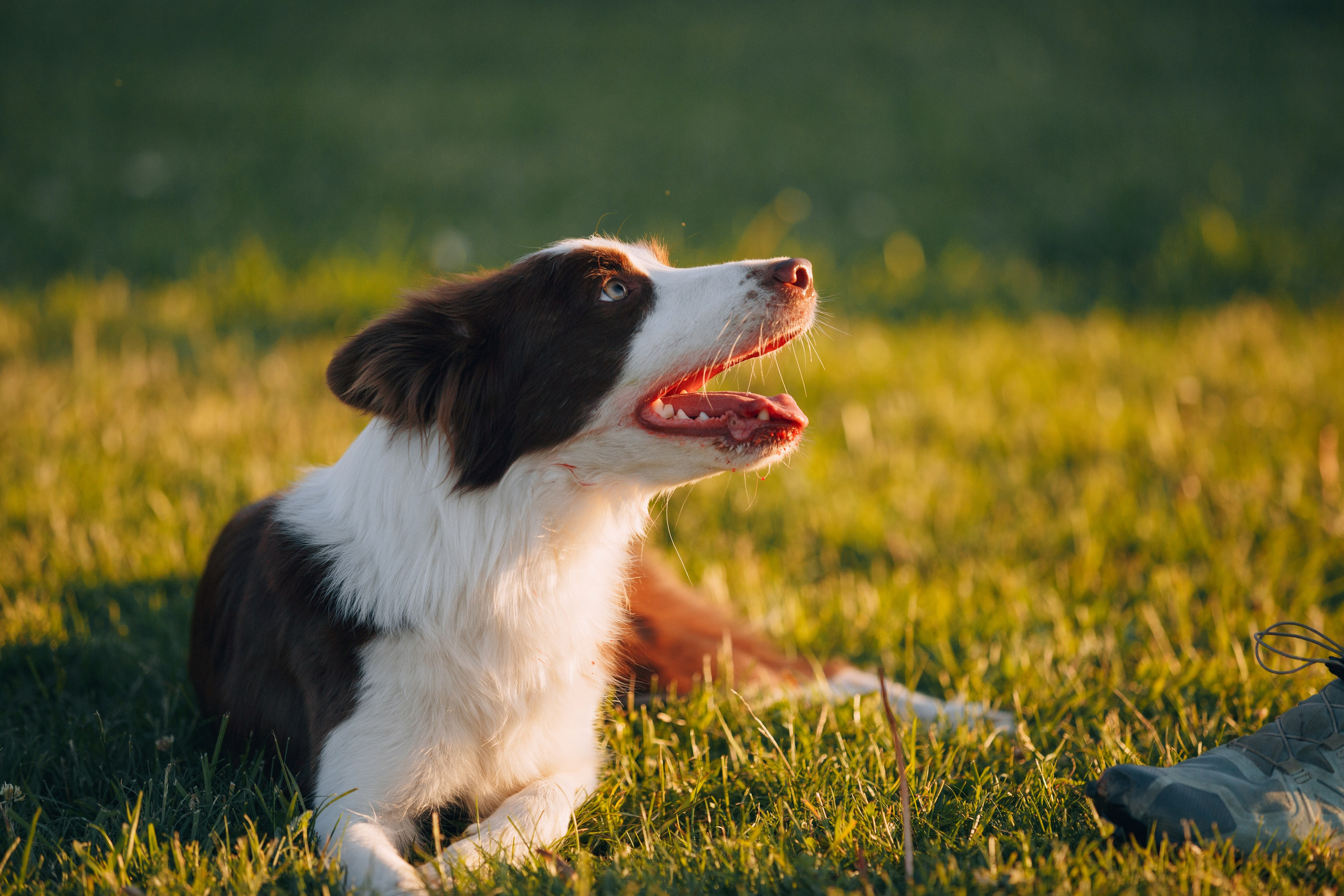 Кинологический лагерь в Горыныче. Фотограф анималист Кристина Карпова, Москва
