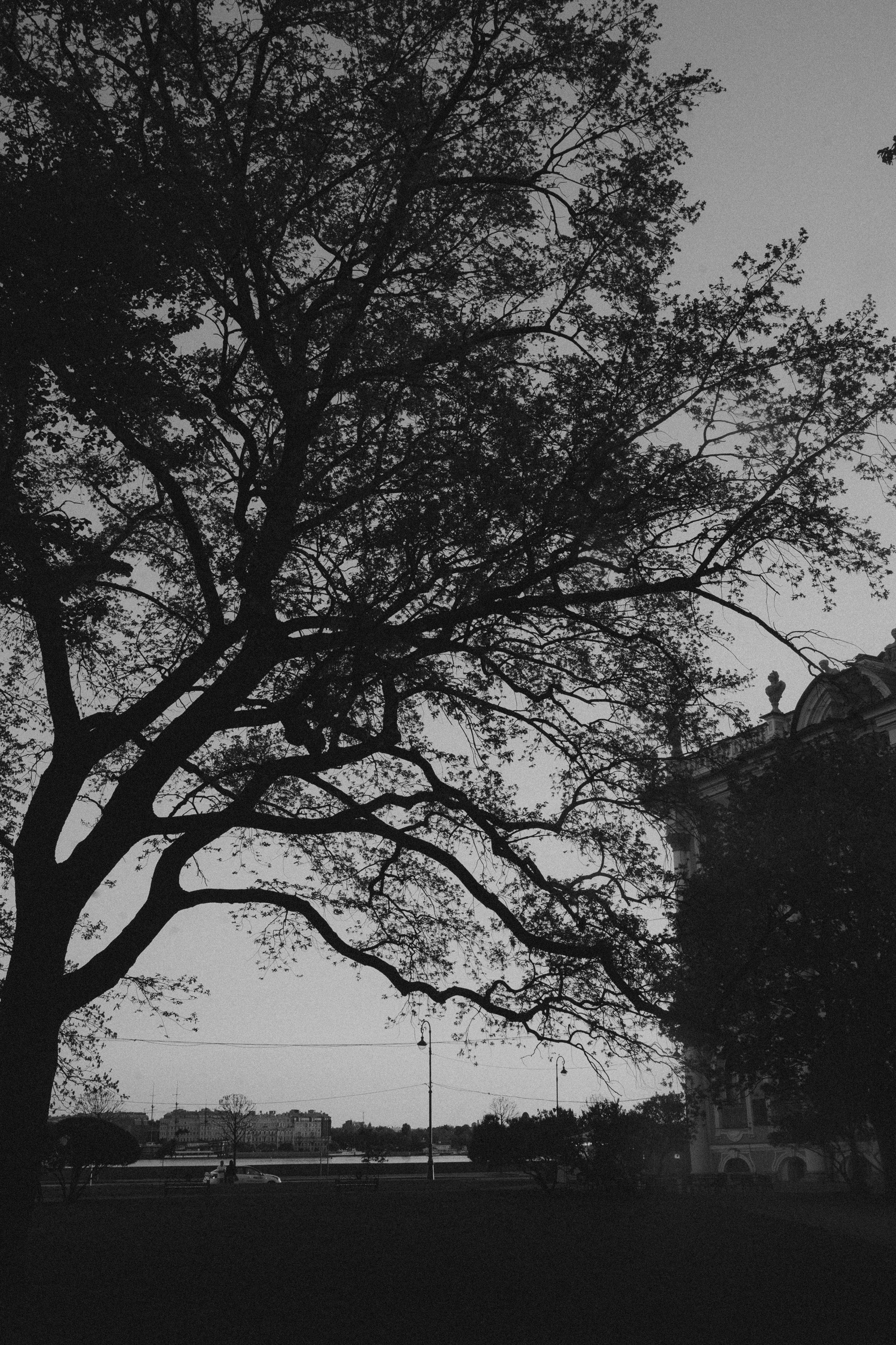 Таня, Дима и Чейси. Фотограф анималист в Москве и Санкт-Петербурге Свиридова Анна