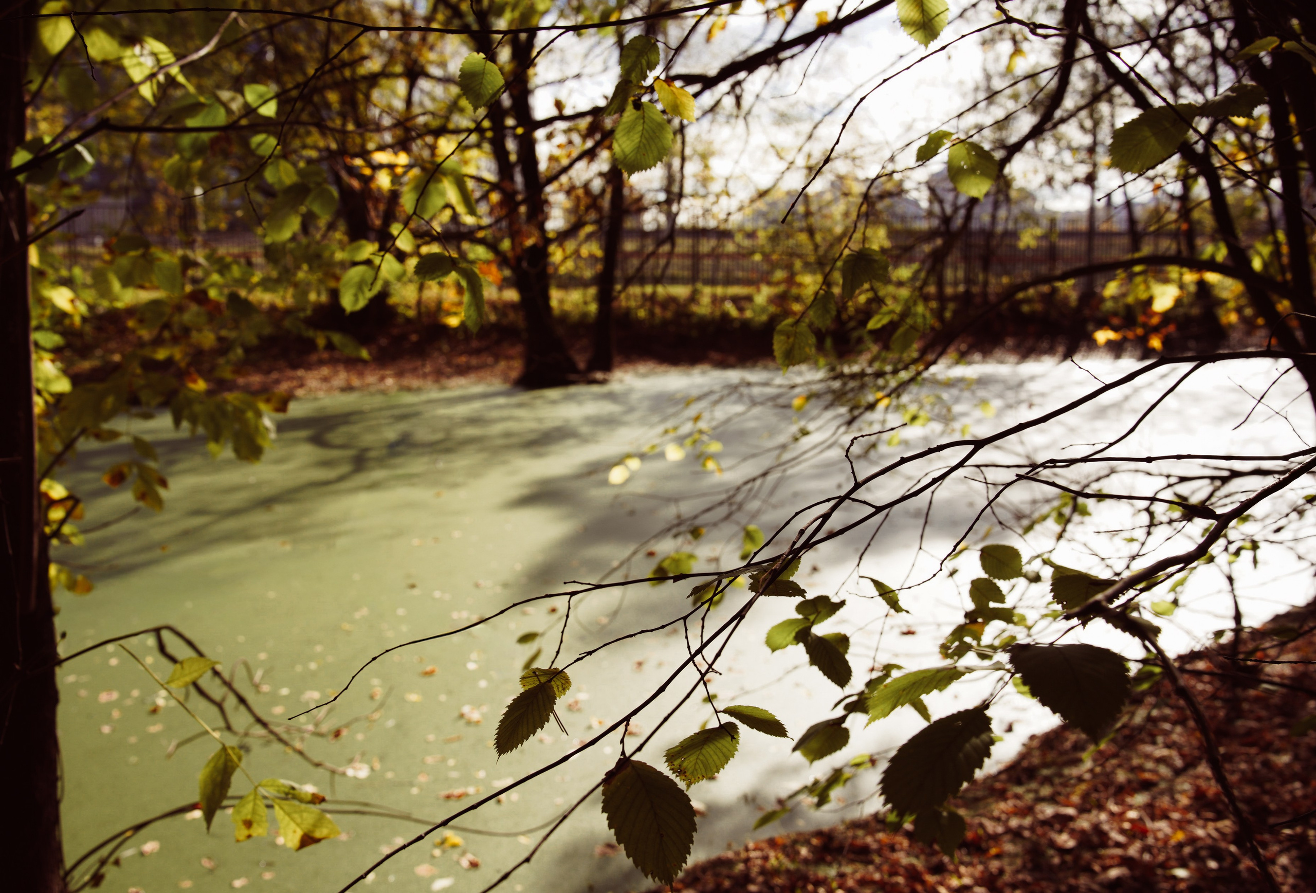 Осень 2025. Фотограф из Москвы — DASHA NOVA | Авторская фотография в разных жанрах