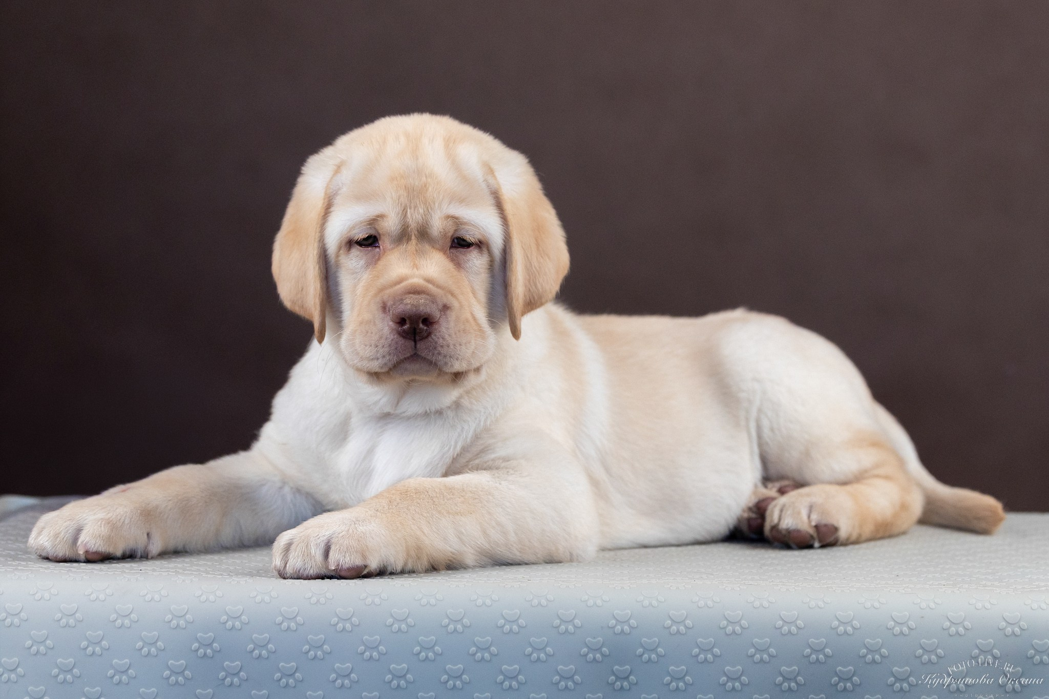 Лабрадоры. Фотограф 📸 анималист, предметный, репортажный