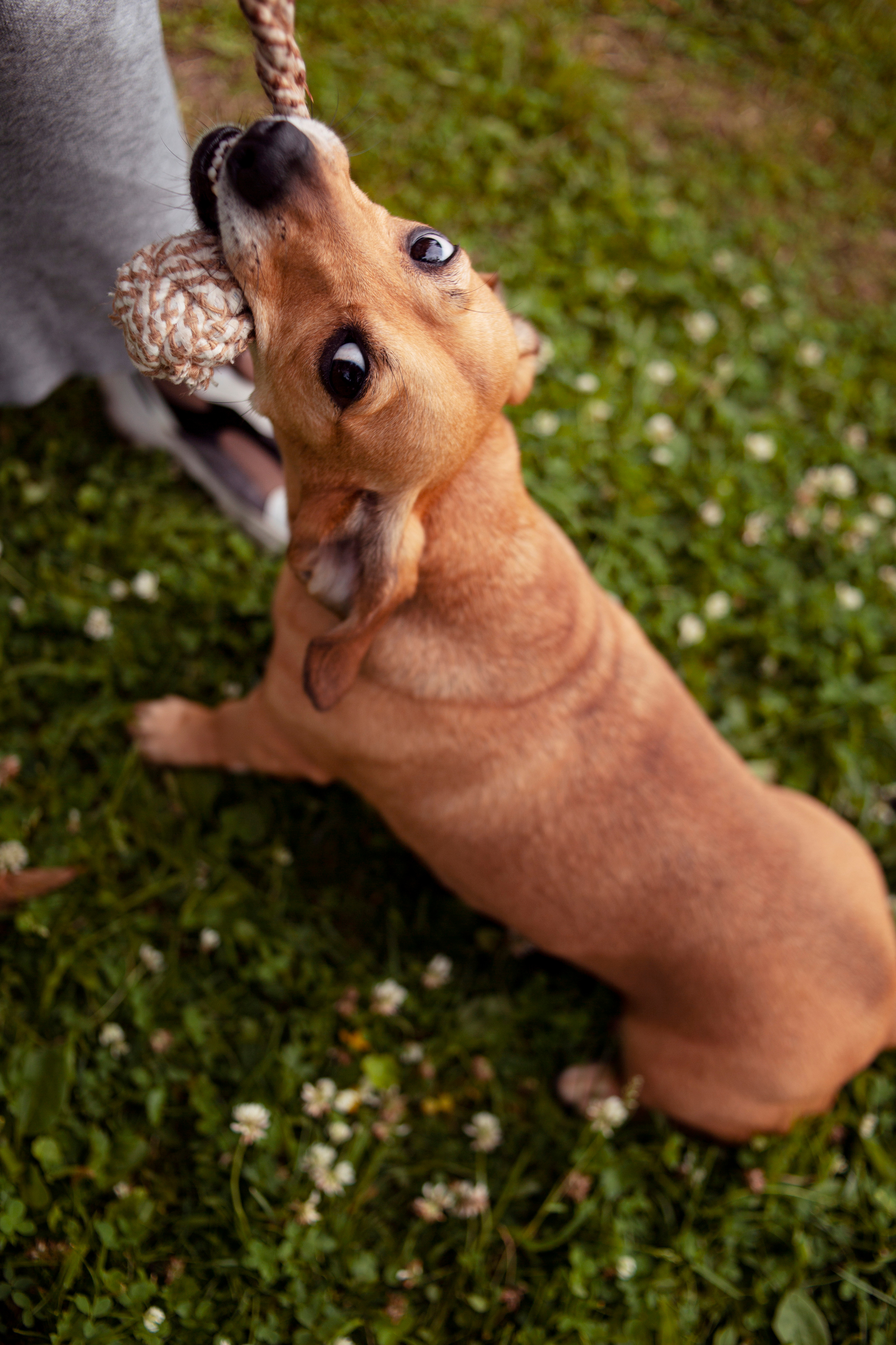 ФОТОСЕССИИ С ЖИВОТНЫМИ. Свадебный фотограф Санкт-Петербург Катерина Ширяева