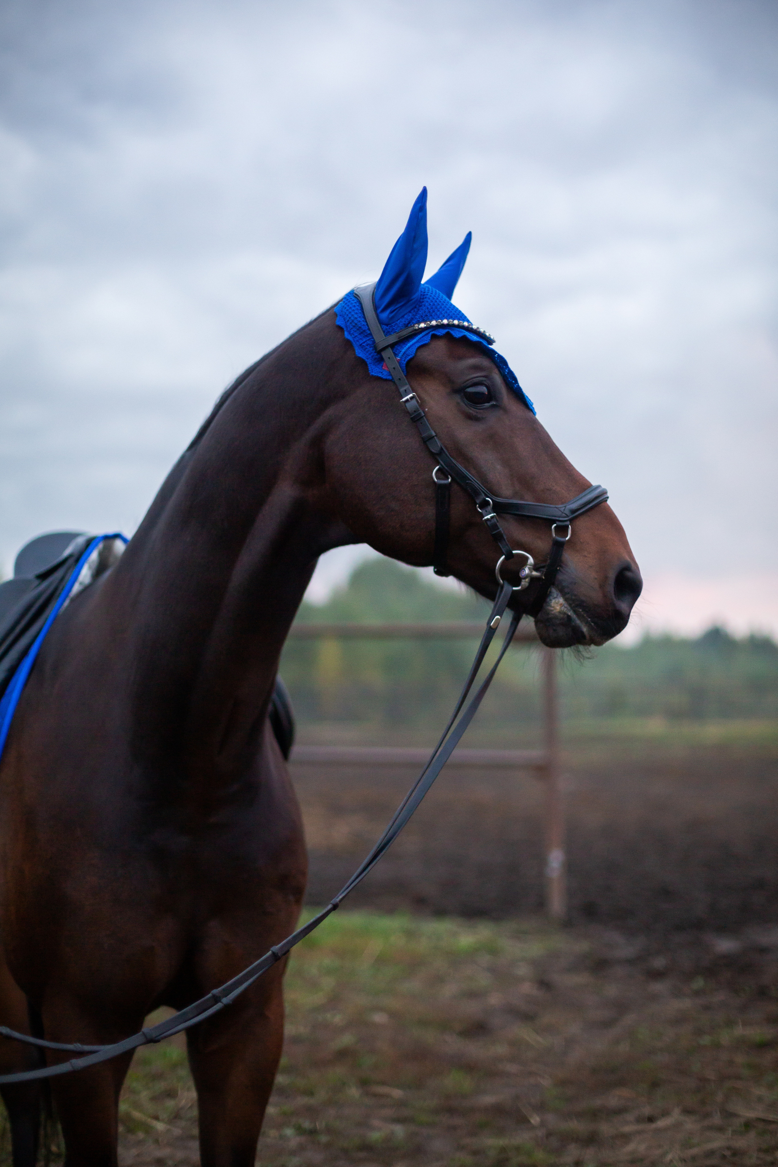 ФОТОСЕССИИ С ЖИВОТНЫМИ. Свадебный фотограф Санкт-Петербург Катерина Ширяева
