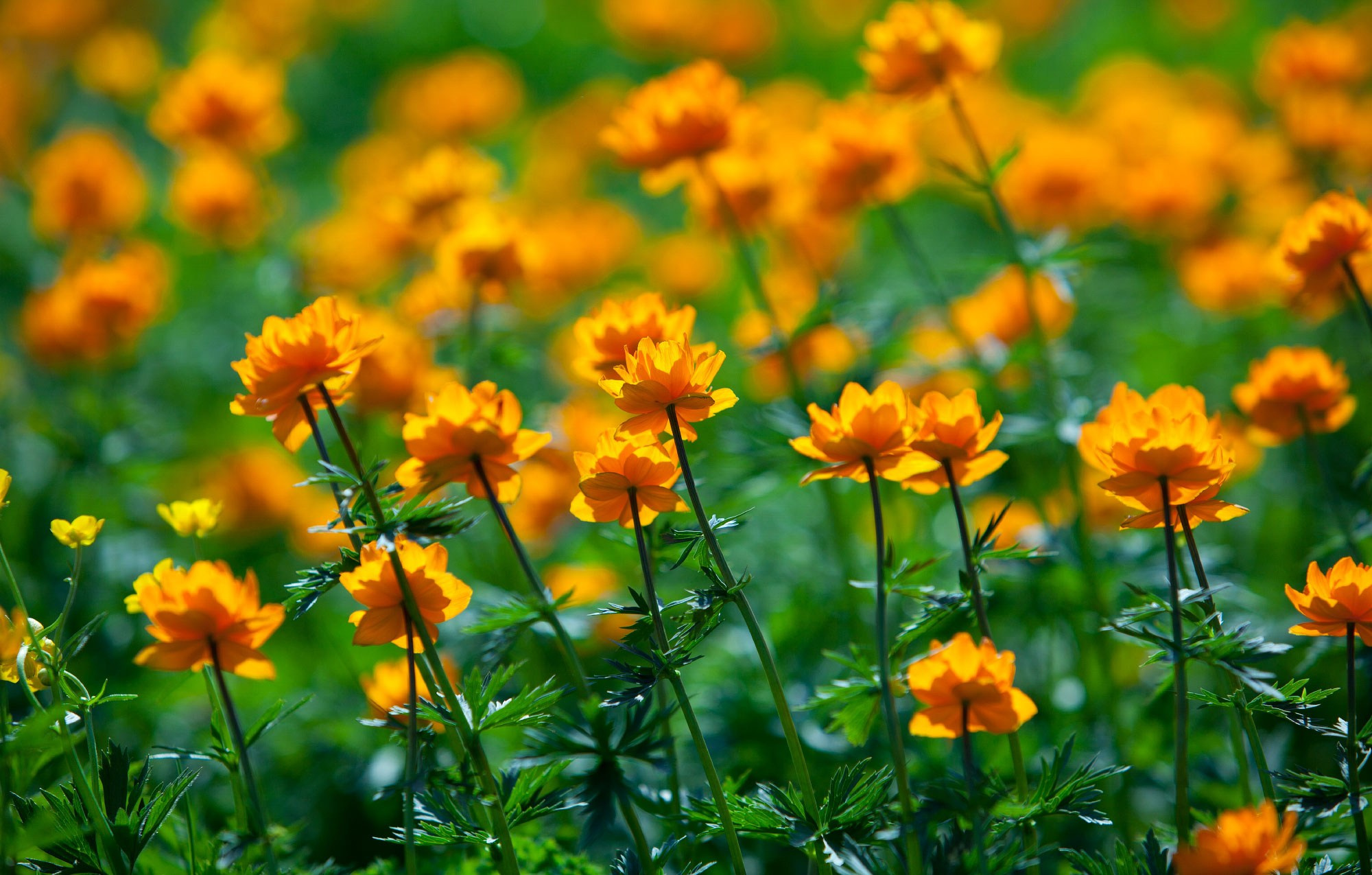 Свадебный фотограф в Геленджике