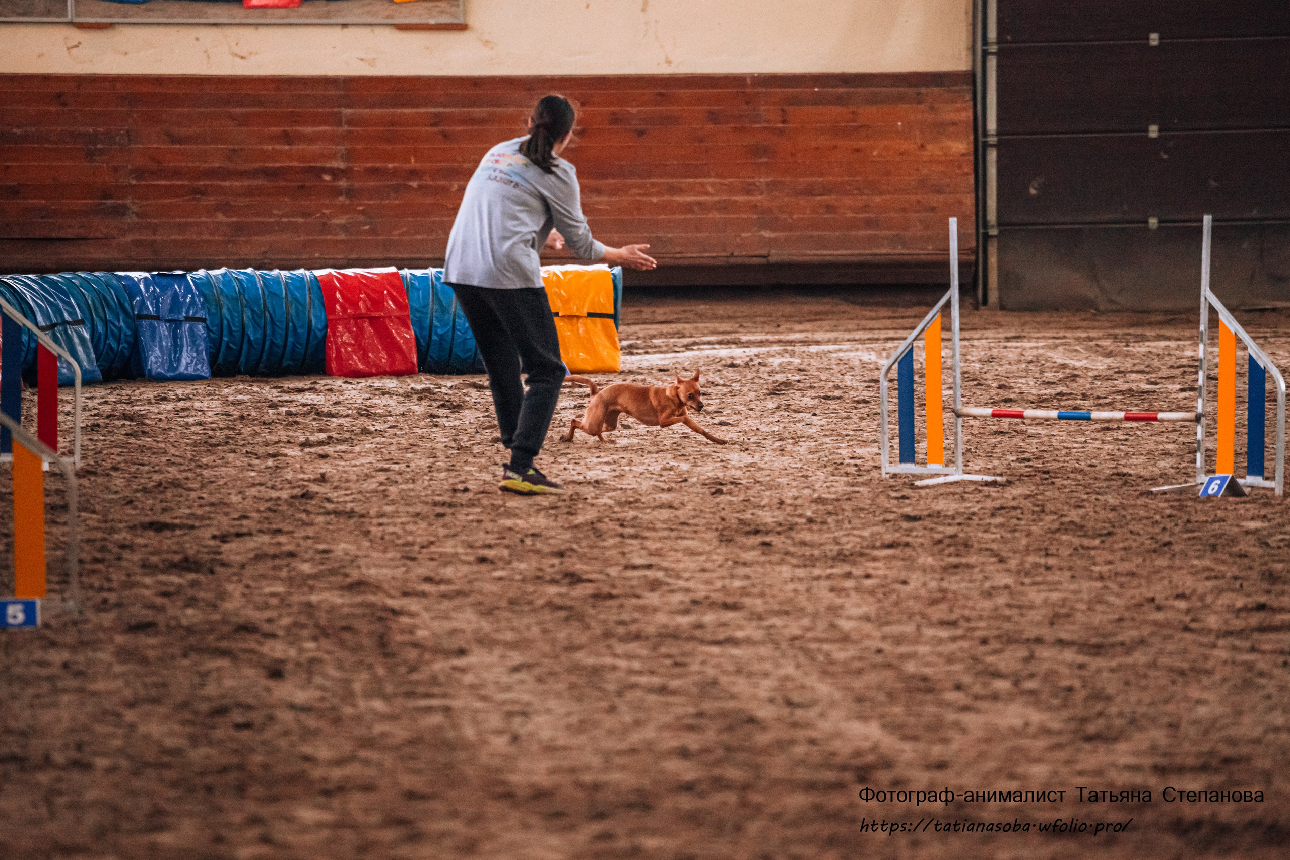 Соревнования по Аджилити 25.02.2024. Фотограф-анималист Татьяна Степанова