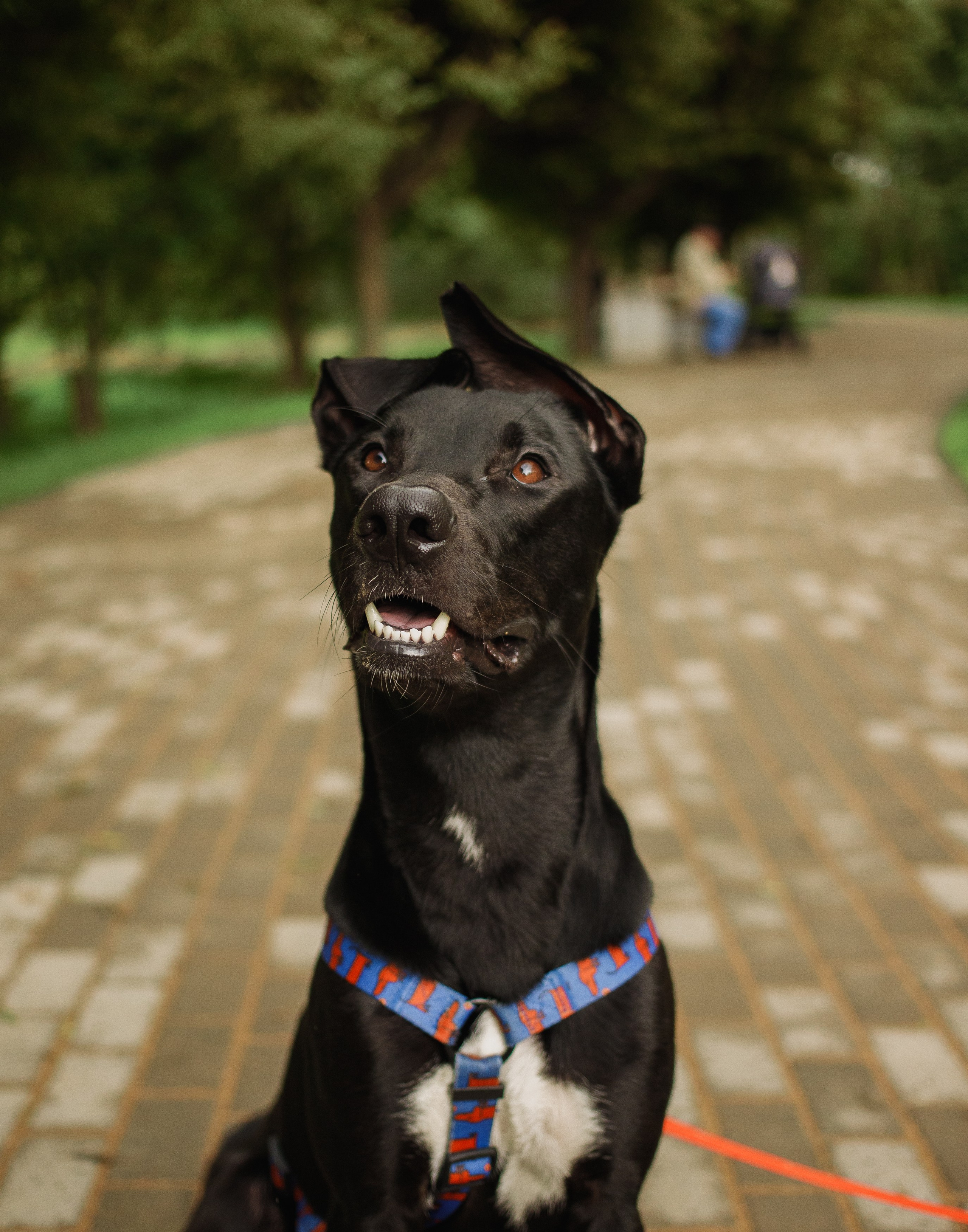 Отис ищет дом. Портретный фотограф в Санкт-Петербурге Катя Протасевич