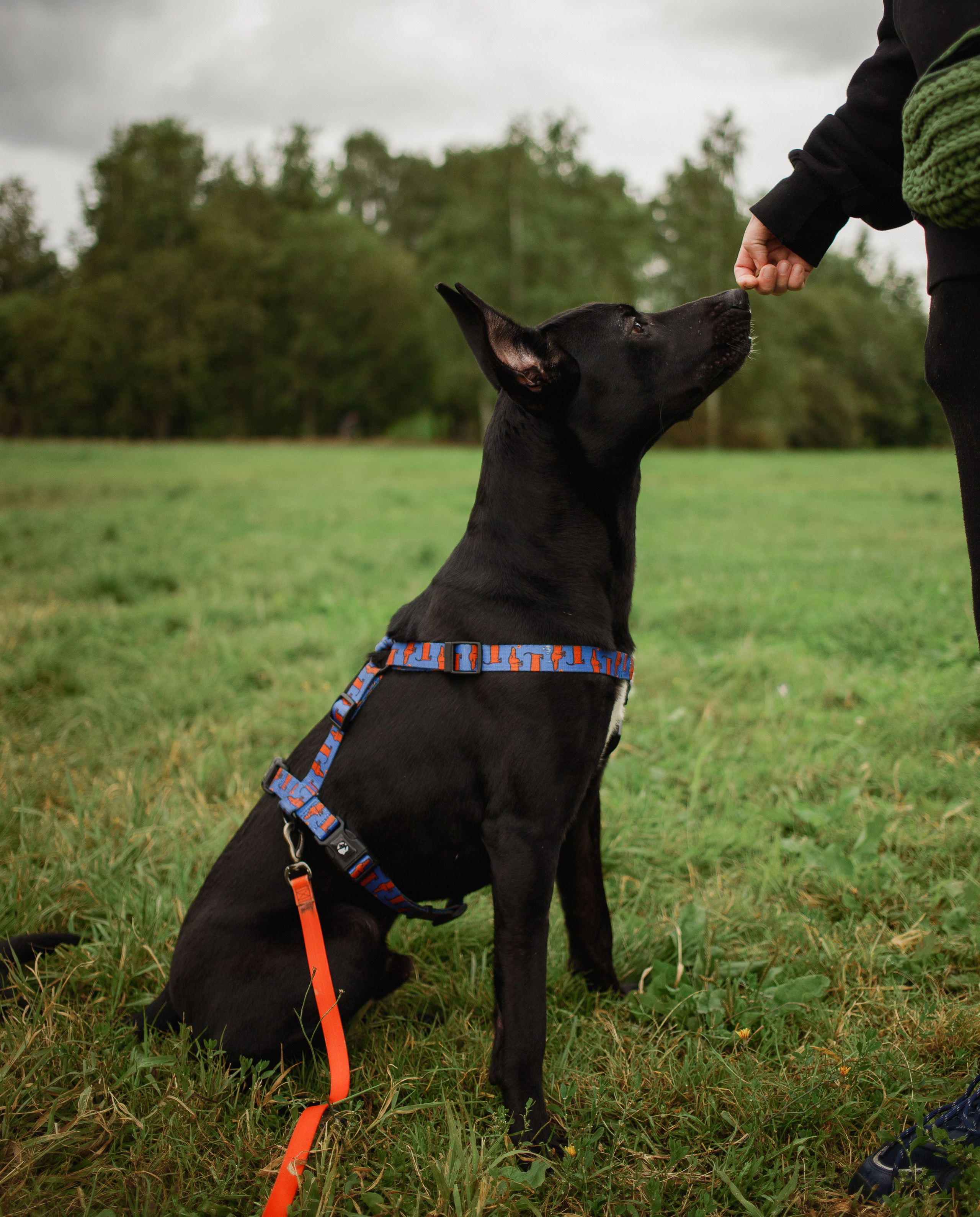 Отис ищет дом. Портретный фотограф в Санкт-Петербурге Катя Протасевич