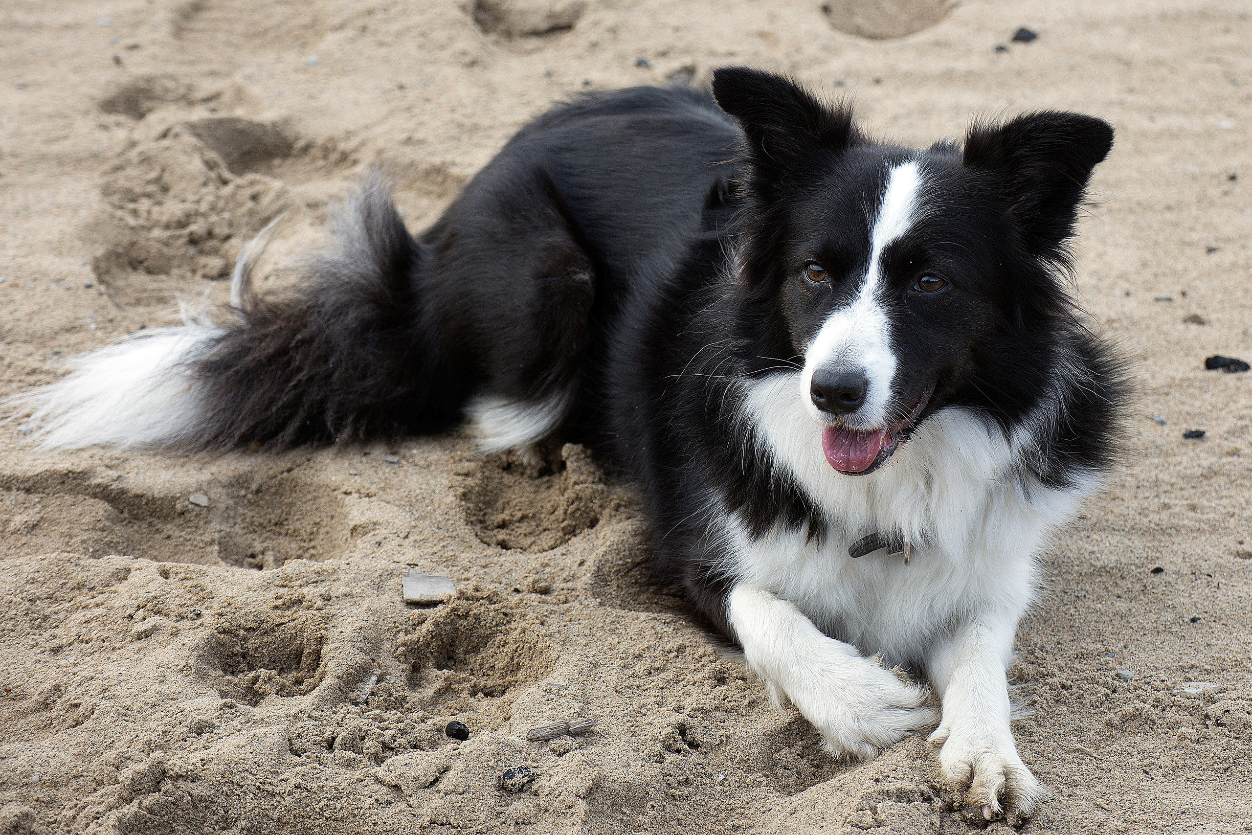 Животные. Атмосферные пейзажи, лошади, бабочки, Александр Кожухов