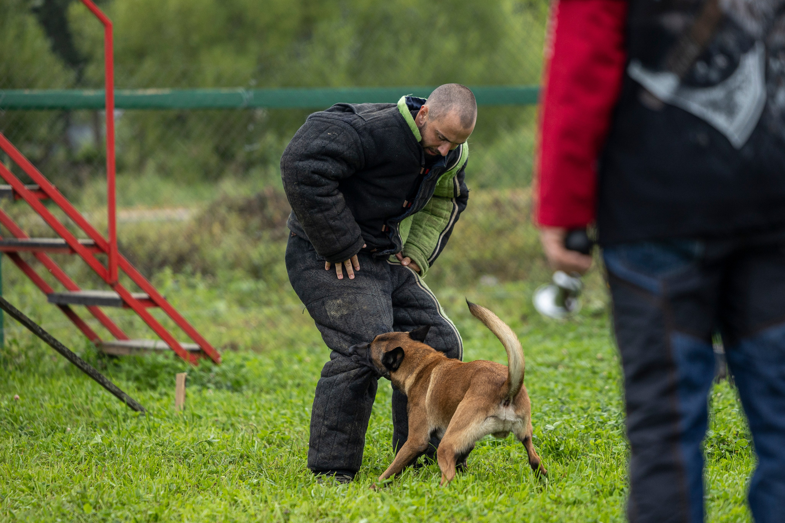 Соревнования по Мондьорингу г. Вологда 10-11.08.2024. Фотограф-анималист Анна Маринич